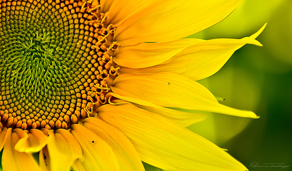 Pentax smc DA* 50-135mm F2.8 ED (IF) SDM sample photo. Sonnenkraft photography