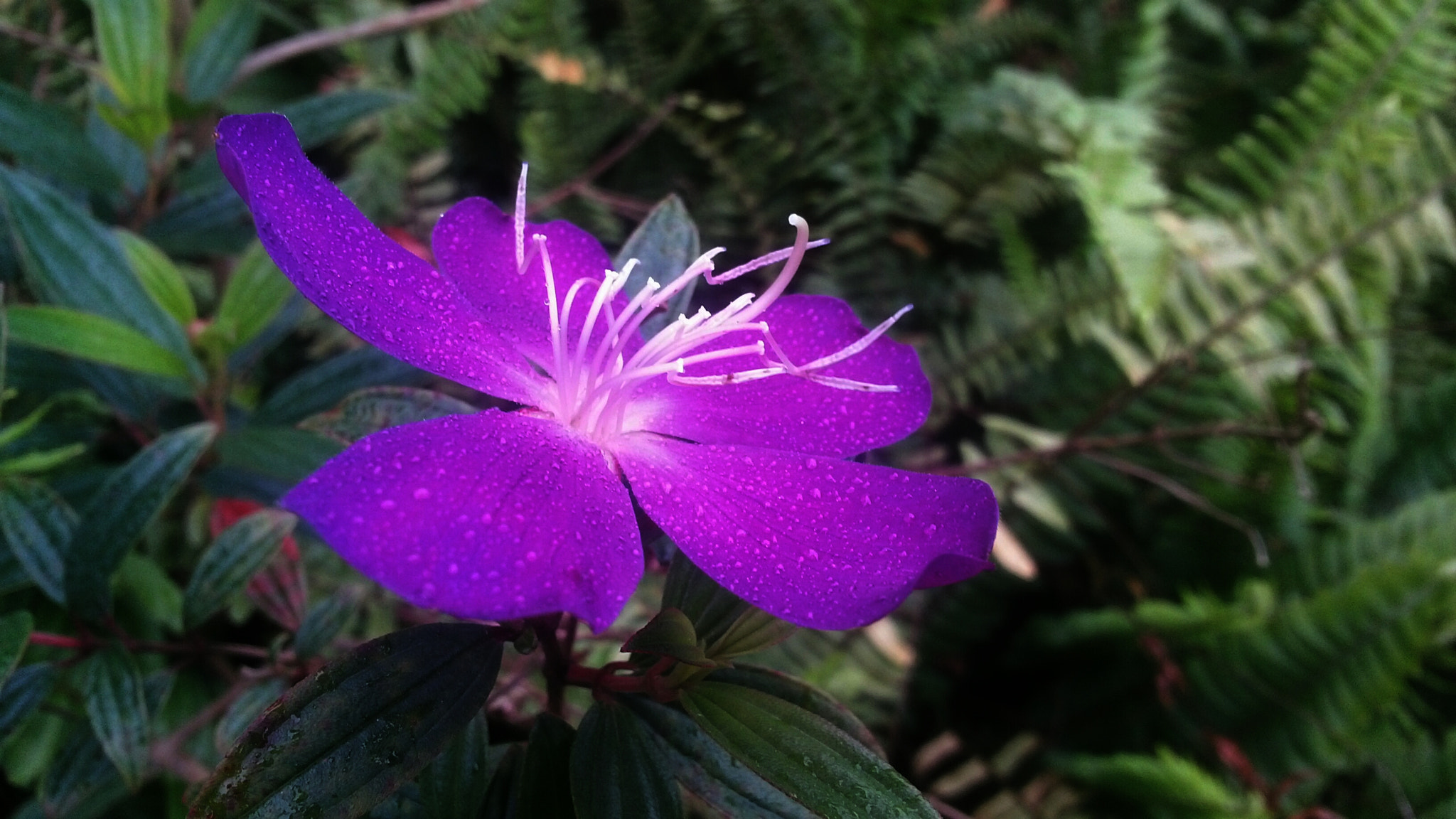 Samsung Galaxy Premier sample photo. 巴西野牡丹(tibouchina seecandra cogn.） photography