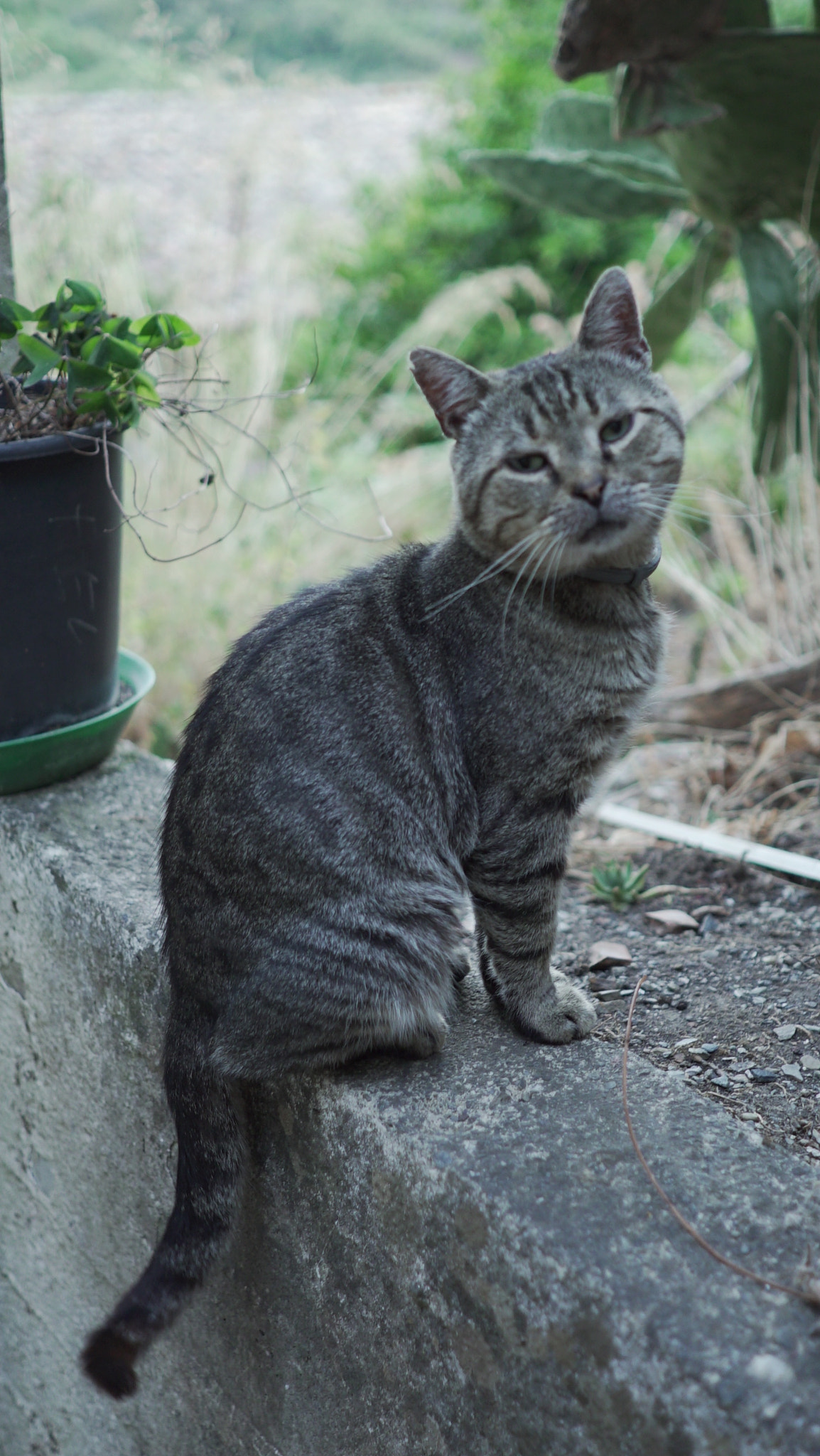 Sony a7S + Sony FE 28mm F2 sample photo. Trifi the cat photography