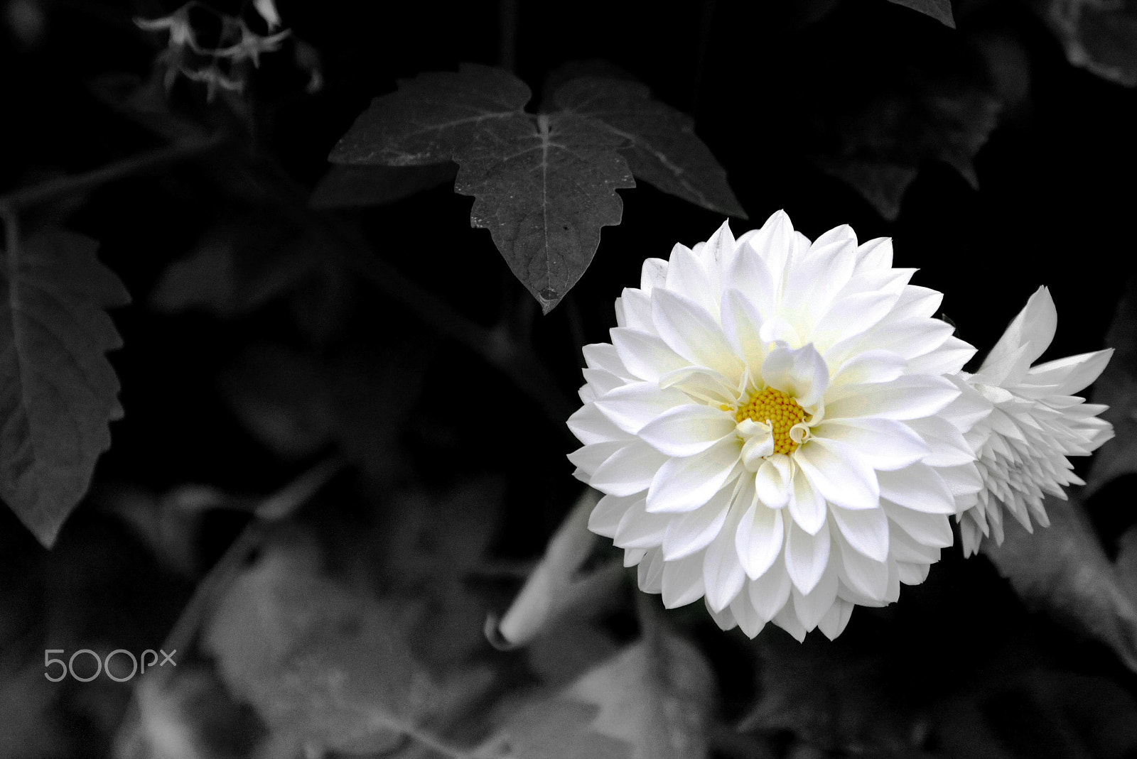Canon EOS 50D + Canon EF 22-55mm f/4-5.6 USM sample photo. White flower photography