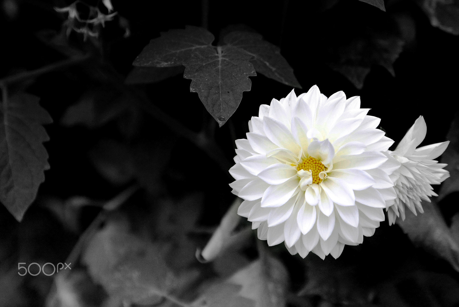Canon EF 22-55mm f/4-5.6 USM sample photo. White flower photography