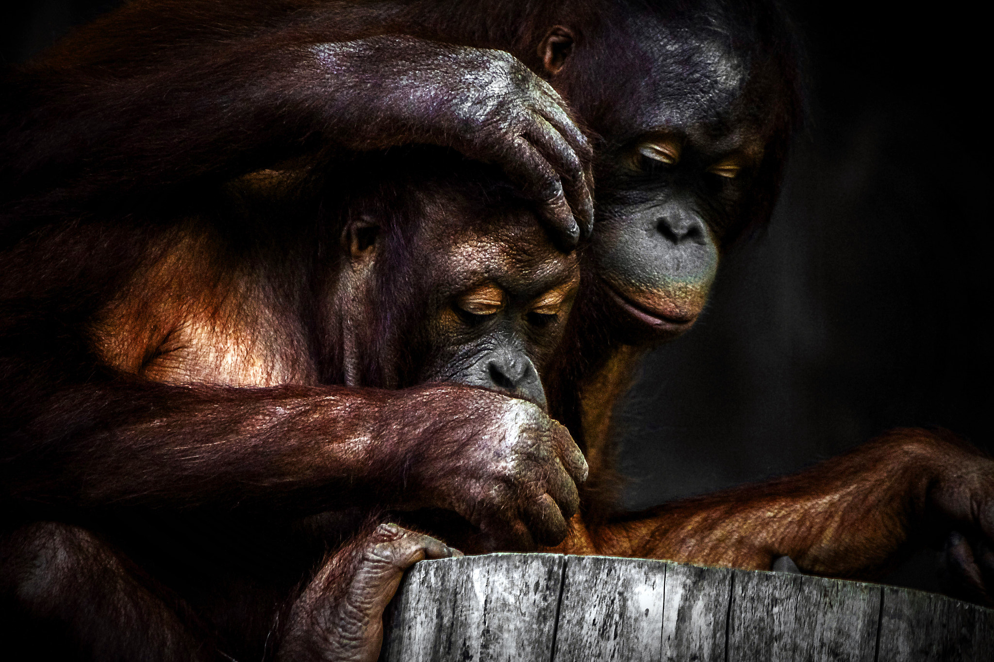 Canon EOS 650D (EOS Rebel T4i / EOS Kiss X6i) sample photo. Orangutans photography