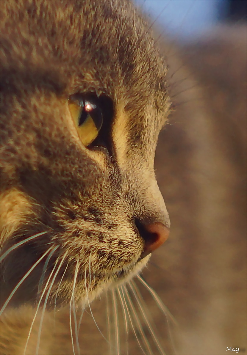 Sony SLT-A65 (SLT-A65V) + Minolta AF 50mm F1.7 sample photo. Sunset in the eyes.. photography