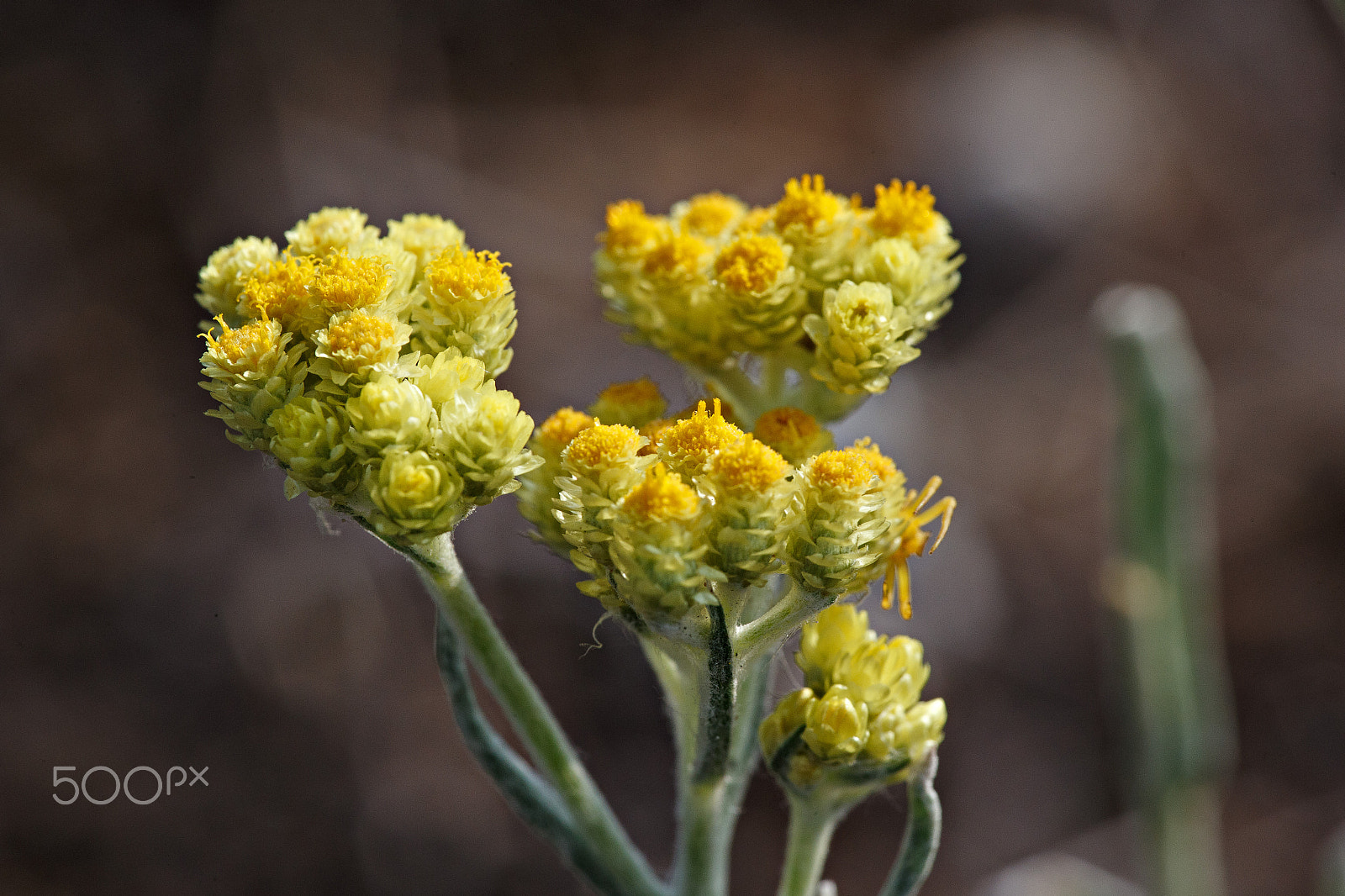 Canon EF 180mm F3.5L Macro USM sample photo. Helichrysum arenarium photography