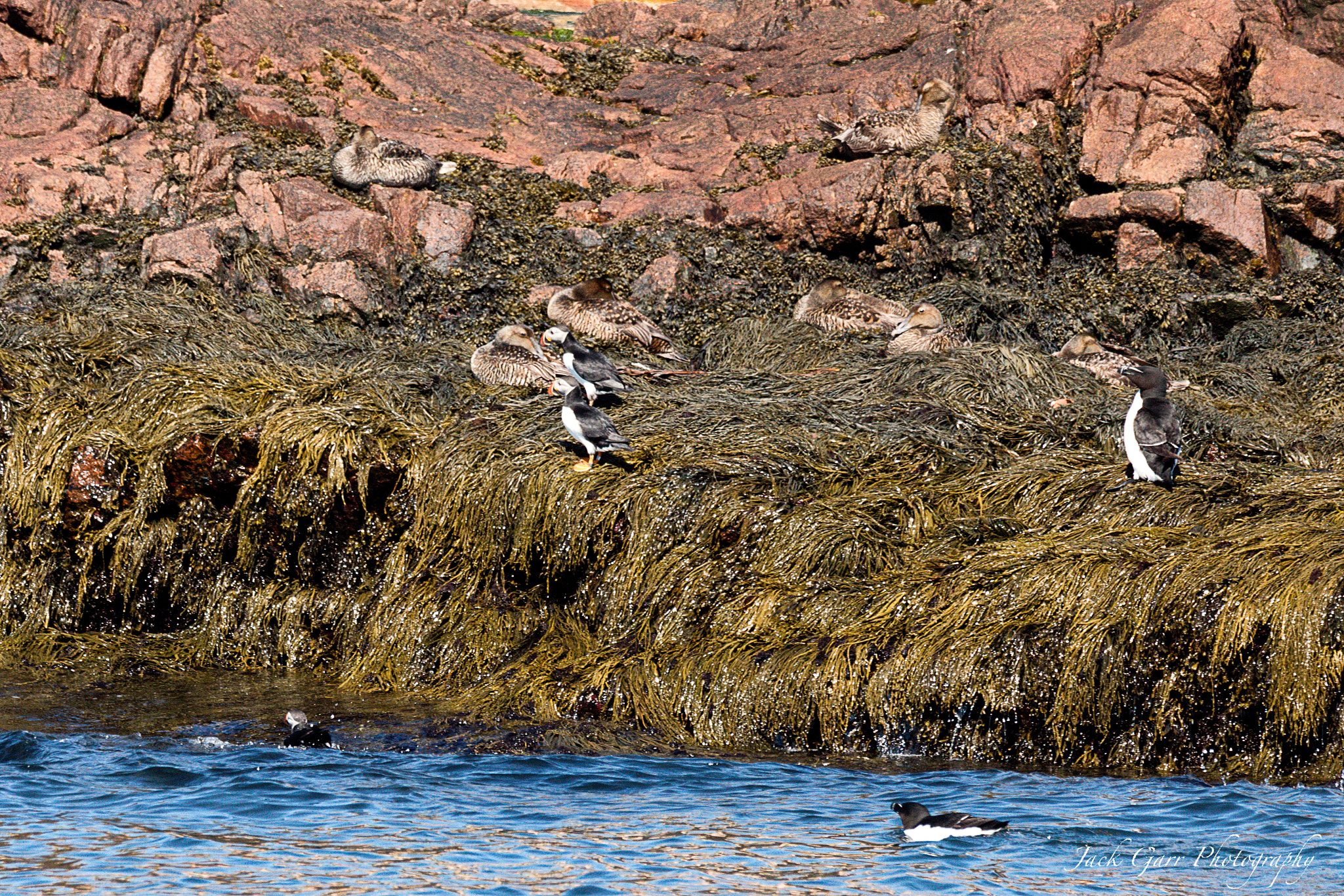 150-600mm F5-6.3 DG OS HSM | Sports 014 sample photo. Atlantic puffin, razorbill, and cinnamon teal photography