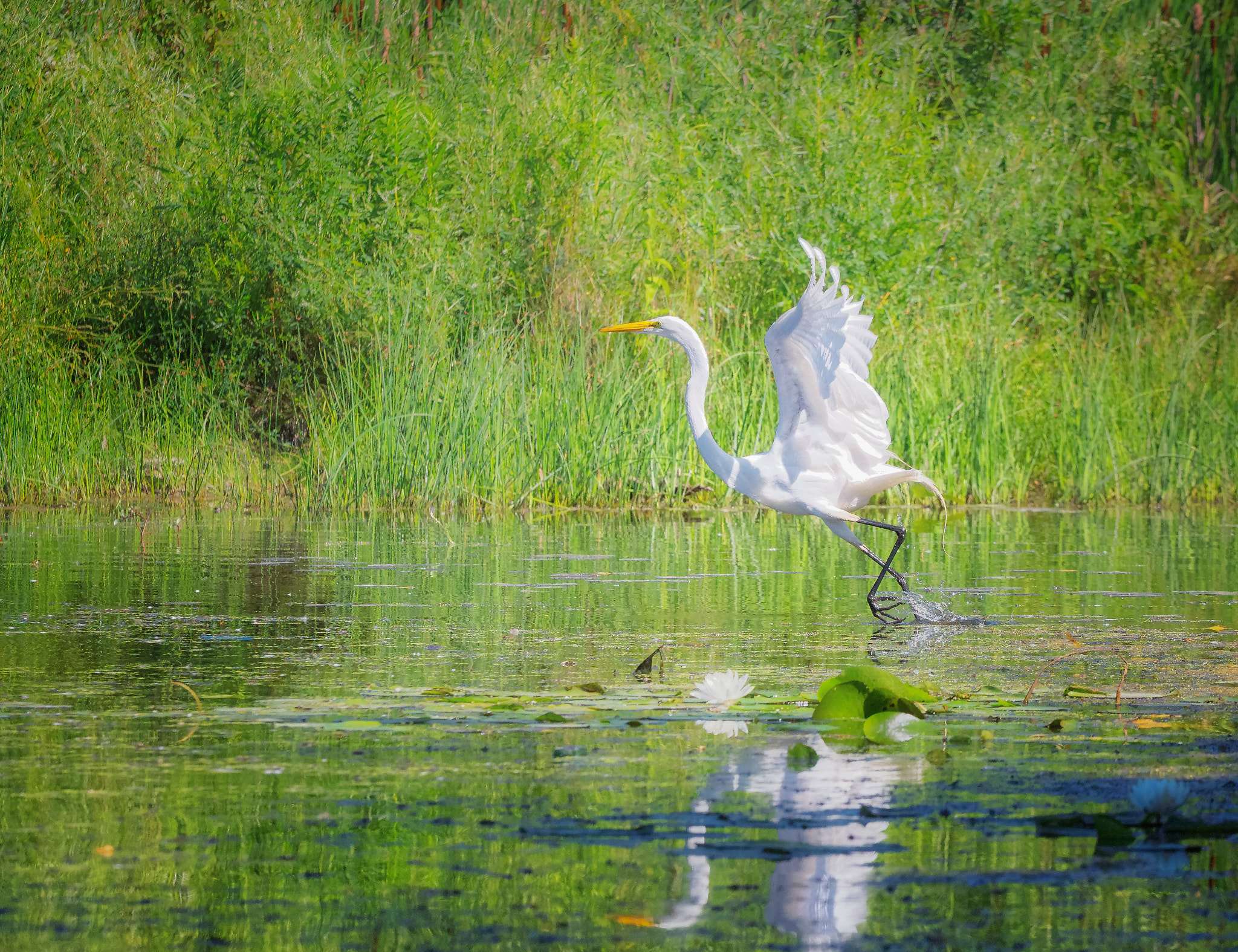 Canon EOS 60D + Canon 70.0-200.0 mm sample photo. River  dance photography