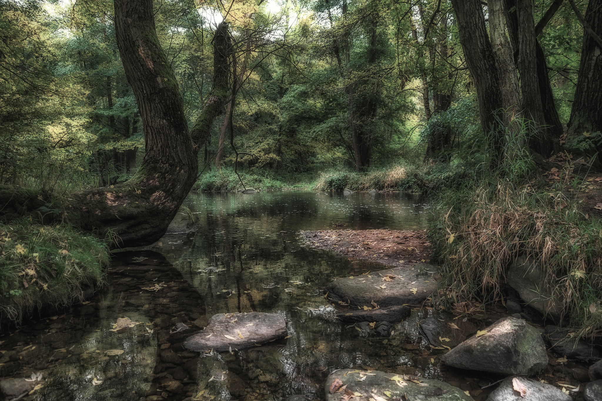 Olympus Zuiko Digital ED 12-60mm F2.8-4.0 SWD sample photo. Decidous forest photography