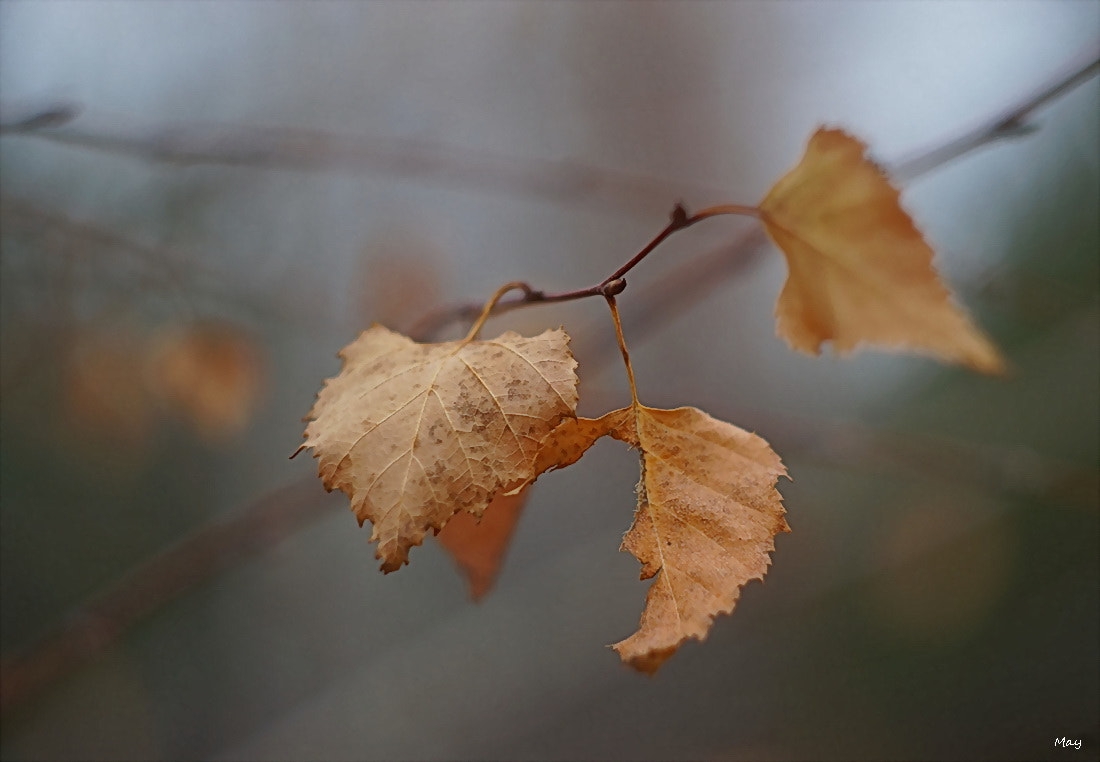 Sony SLT-A65 (SLT-A65V) + Minolta AF 50mm F1.7 sample photo. Autumn time.. photography