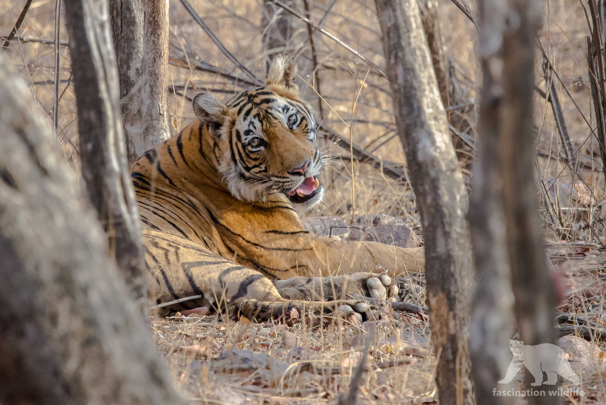 Sigma 150-600mm F5-6.3 DG OS HSM | S sample photo. Bengal tiger photography