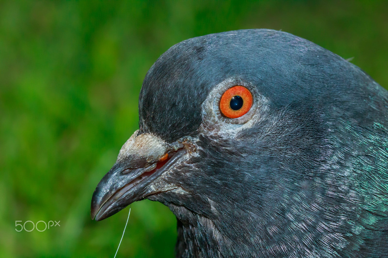 Canon EF 100mm F2.8 Macro USM sample photo. Orange eyes close up photography