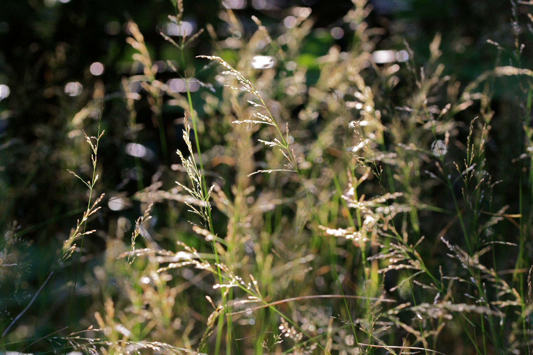 Sigma 105mm F2.8 EX DG OS HSM sample photo. Berlin - prenzlauer berg photography