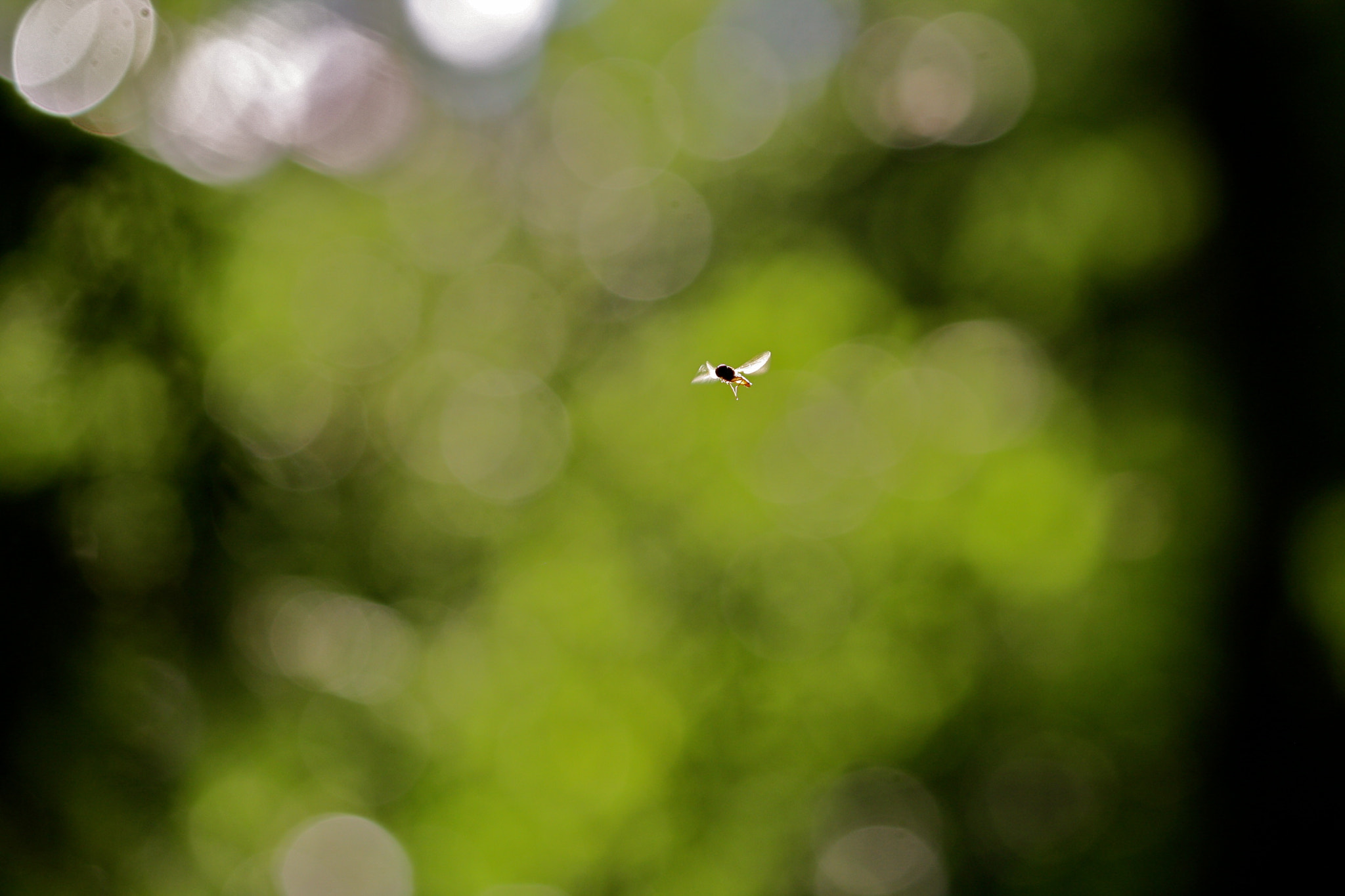 Sigma 105mm F2.8 EX DG OS HSM sample photo. Berlin - prenzlauer berg photography