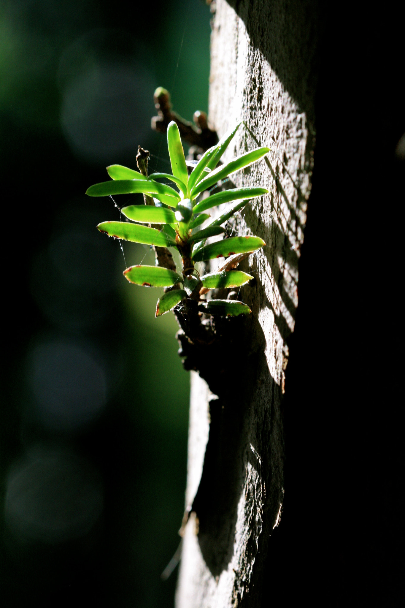 Sigma 105mm F2.8 EX DG OS HSM sample photo. Berlin - prenzlauer berg photography