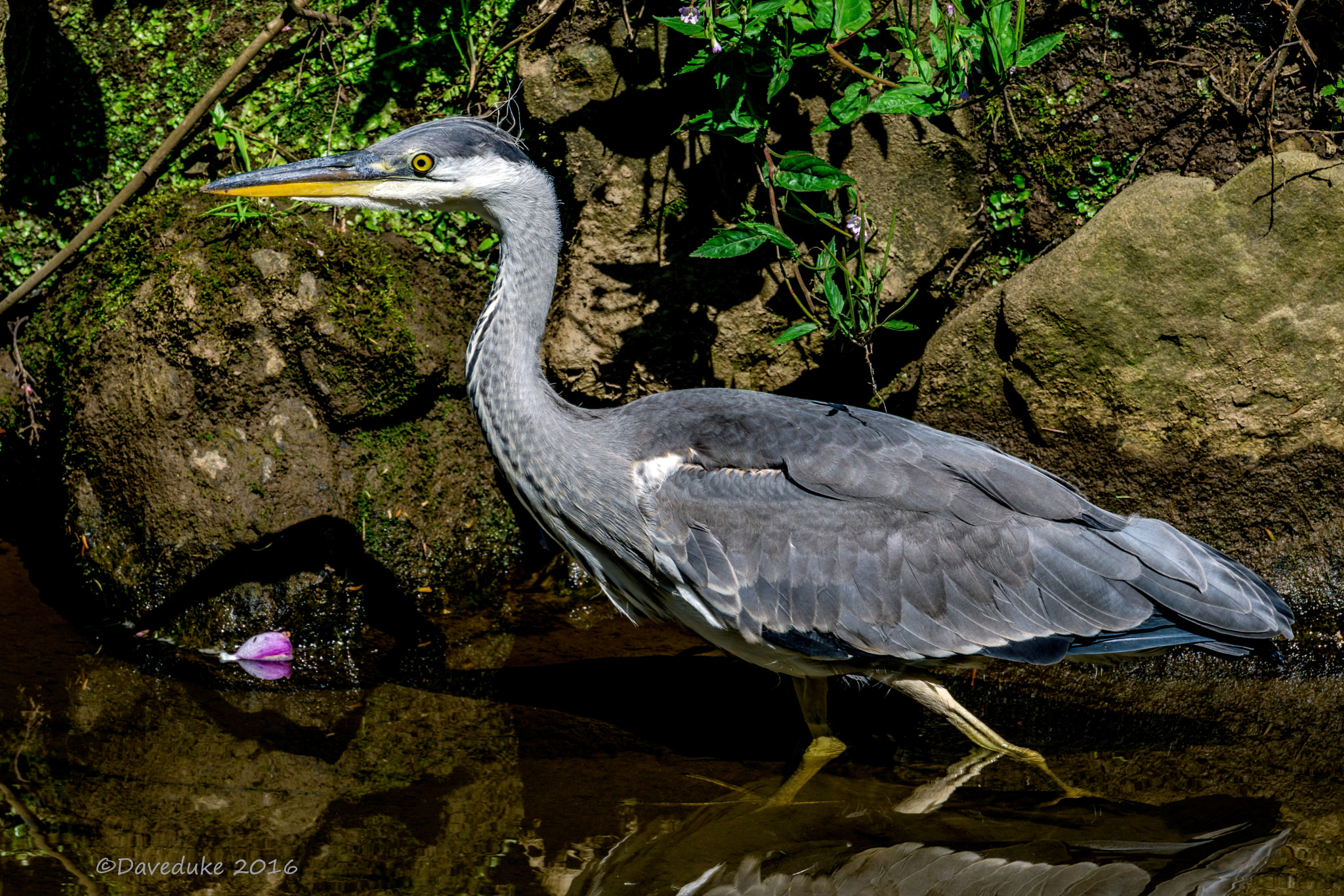 Sony FE 70-300mm F4.5-5.6 G OSS sample photo. Young heron photography