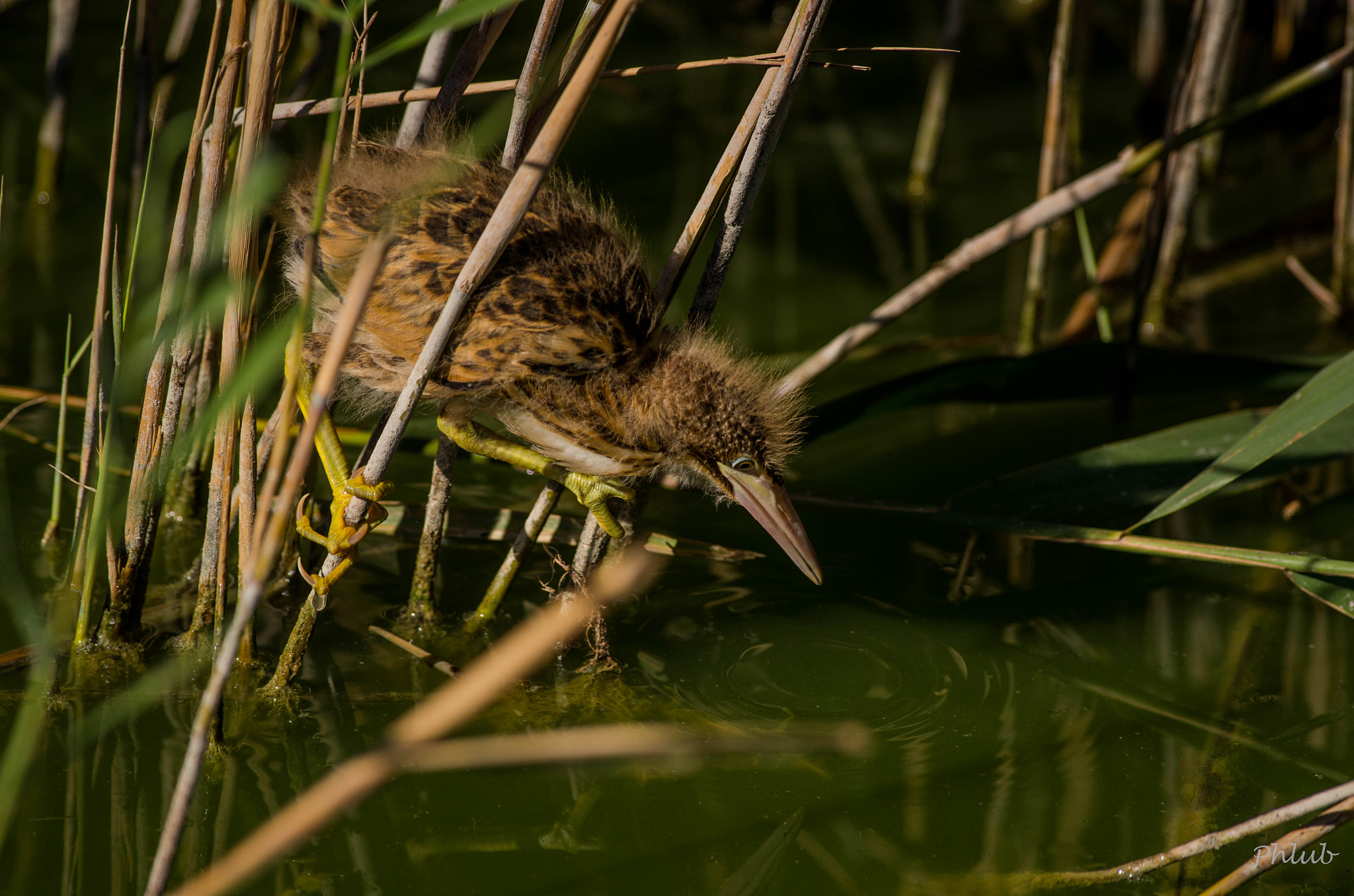 Pentax K-5 II + Pentax smc DA* 300mm F4.0 ED (IF) SDM sample photo. Le petit butor étoilé pêche photography