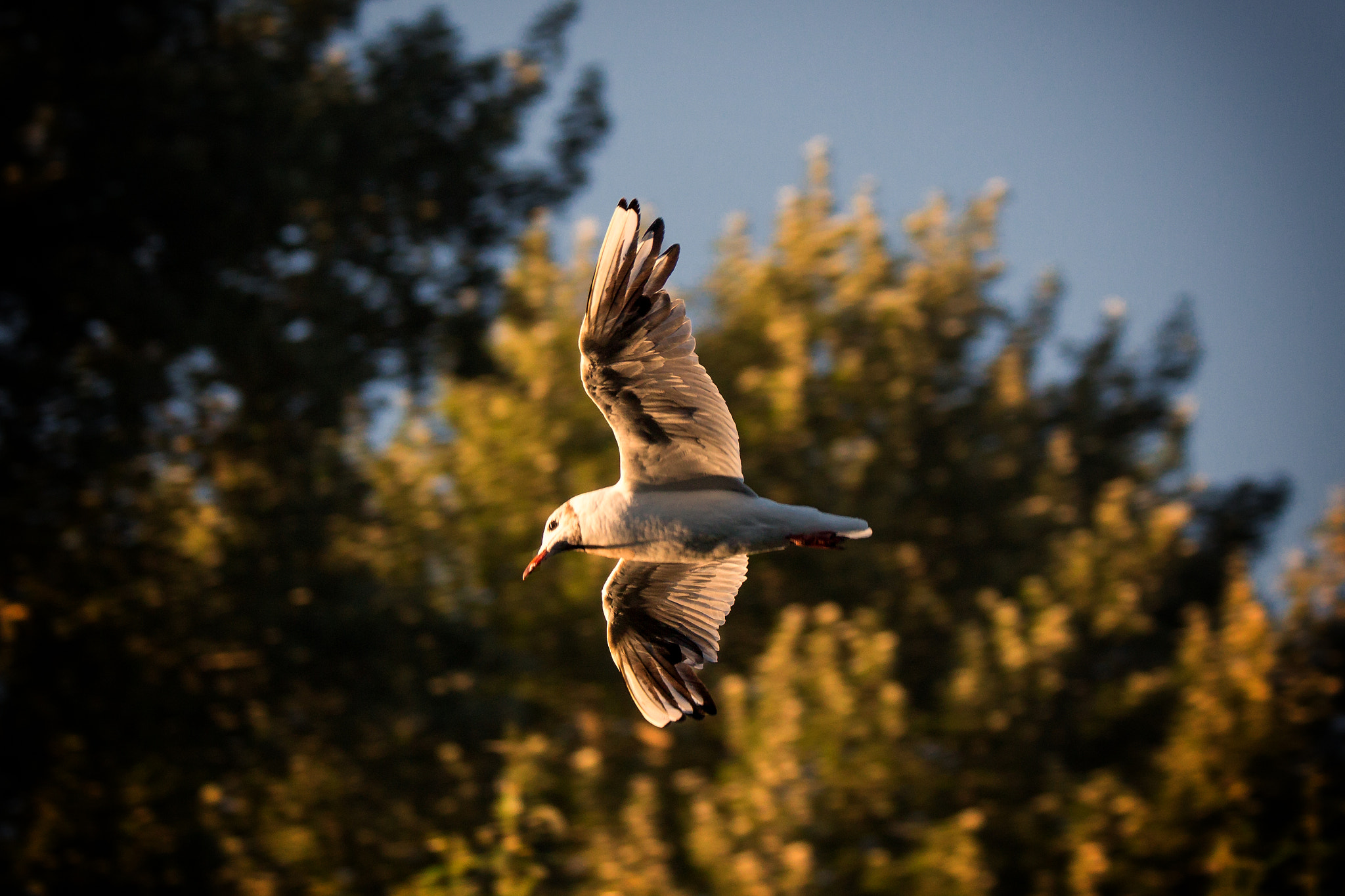 Canon EOS 650D (EOS Rebel T4i / EOS Kiss X6i) sample photo. Soaring up photography