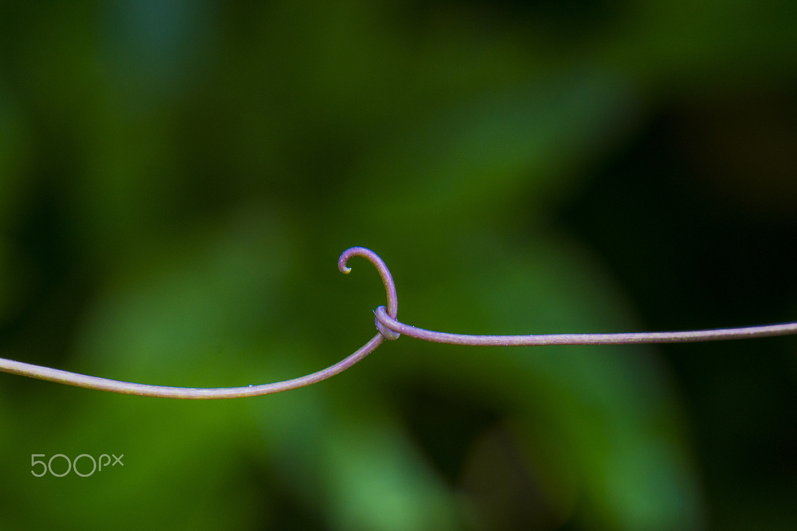 Nikon AF-S DX Micro-Nikkor 85mm F3.5G ED VR sample photo. Till death... photography