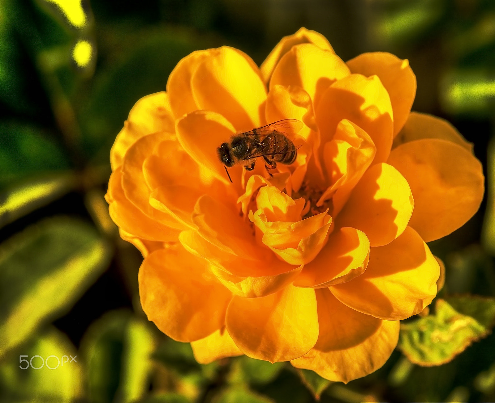 Olympus PEN E-PL7 + Olympus M.Zuiko Digital ED 40-150mm F4-5.6 R sample photo. Nectar harvest bee. photography