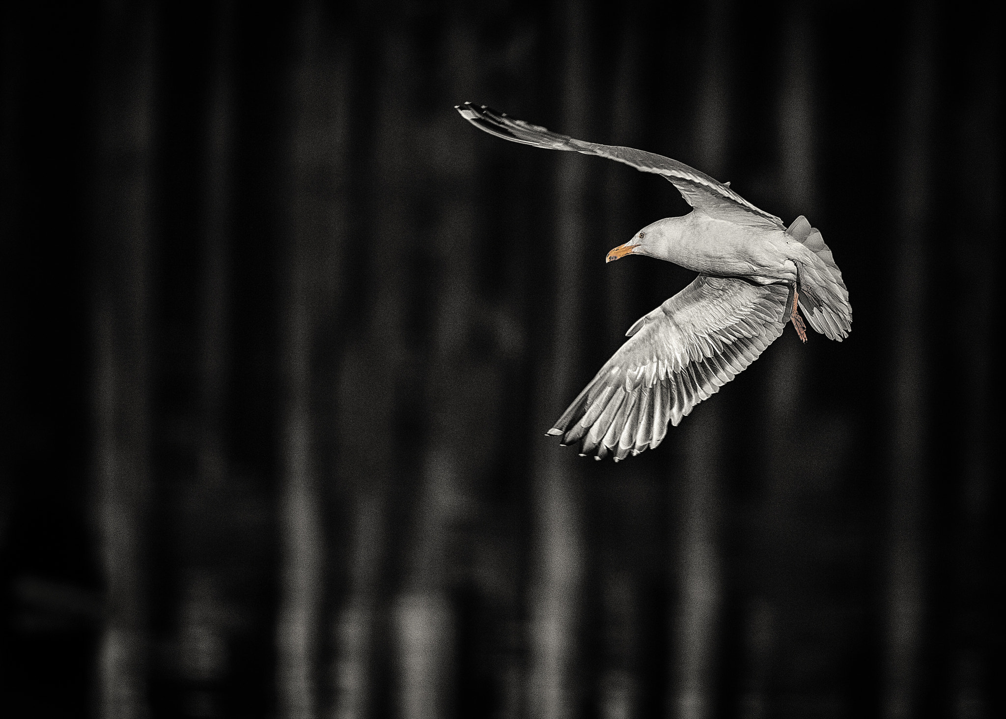 Canon EF 300mm F2.8L IS II USM sample photo. In flight photography
