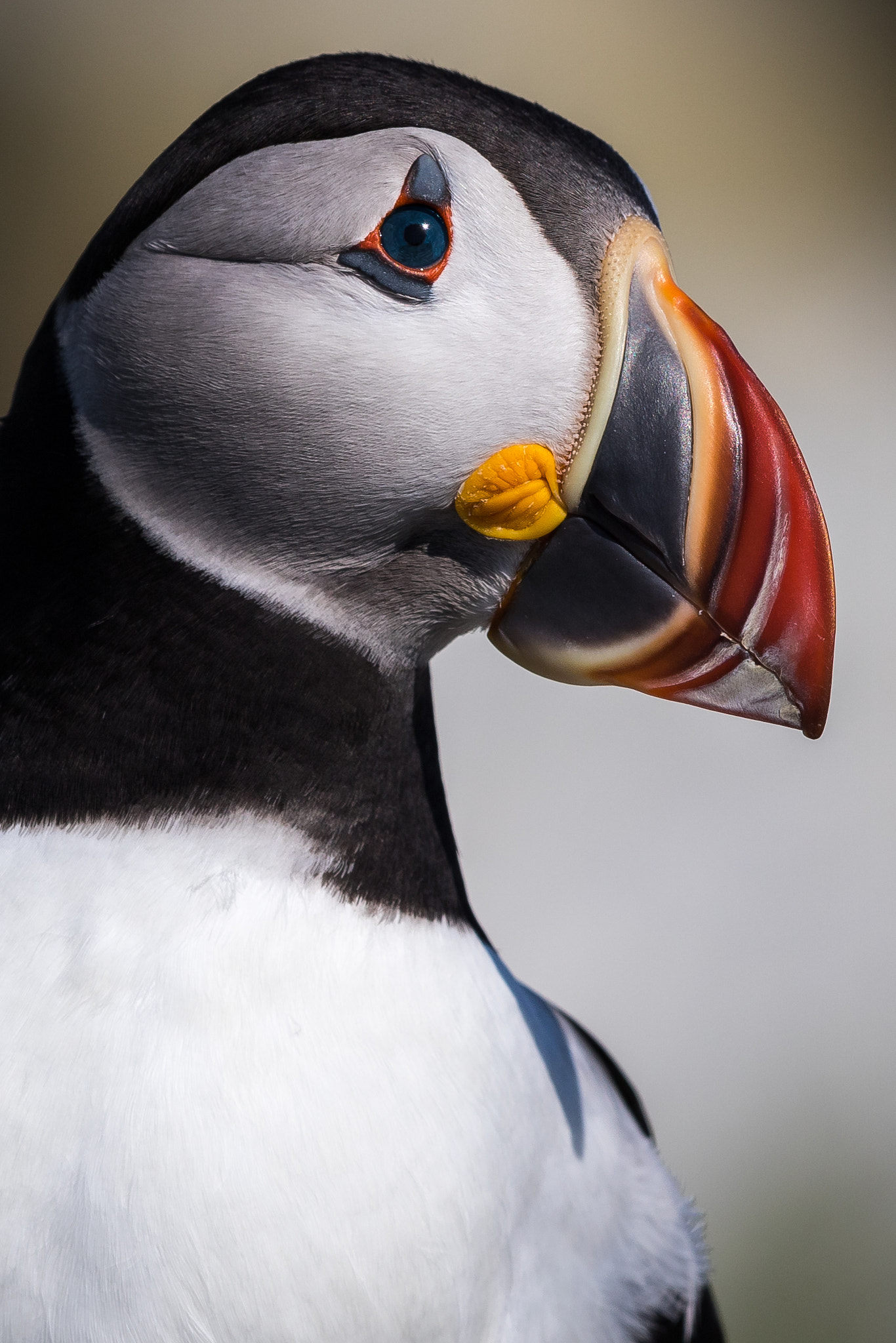 Canon EOS 7D Mark II + Canon EF 300mm F2.8L IS II USM sample photo. Puffin portrait photography