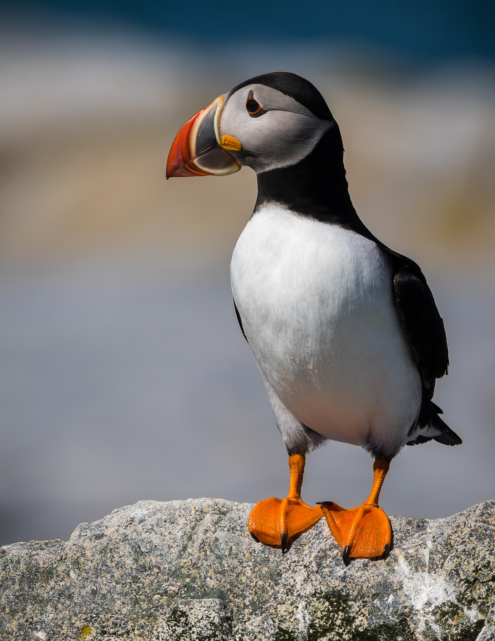 Canon EF 300mm F2.8L IS II USM sample photo. Puffin photography
