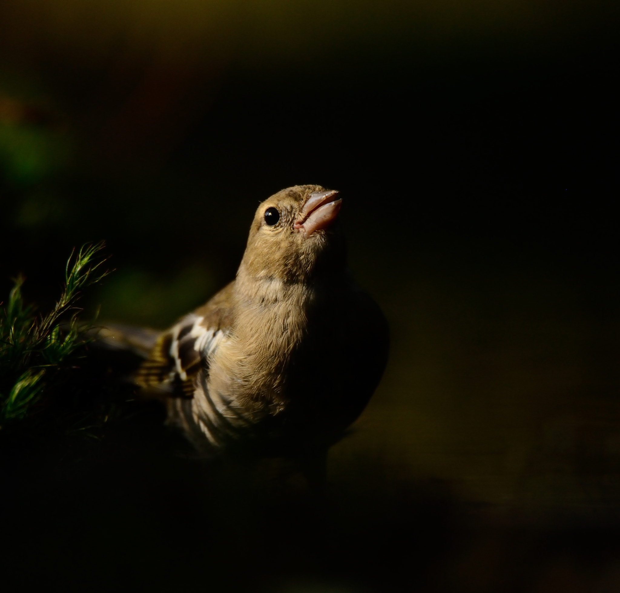 Nikon D600 sample photo. Vink photography