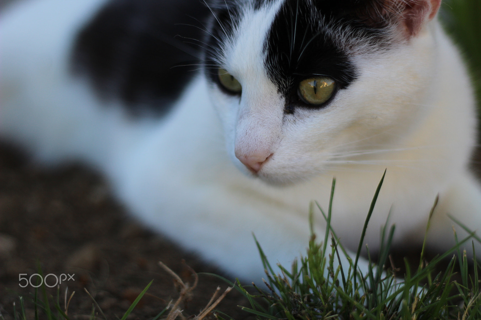 Canon EOS 1200D (EOS Rebel T5 / EOS Kiss X70 / EOS Hi) + Canon EF 50mm F1.8 II sample photo. Calm and prone photography