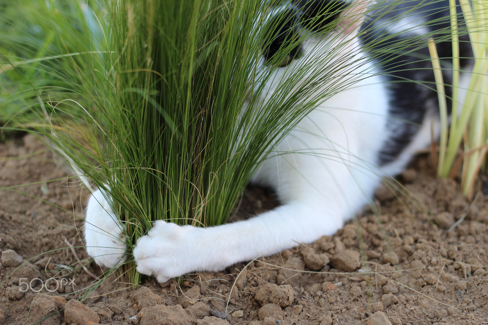 Canon EOS 1200D (EOS Rebel T5 / EOS Kiss X70 / EOS Hi) + Canon EF 50mm F1.8 II sample photo. My grass photography