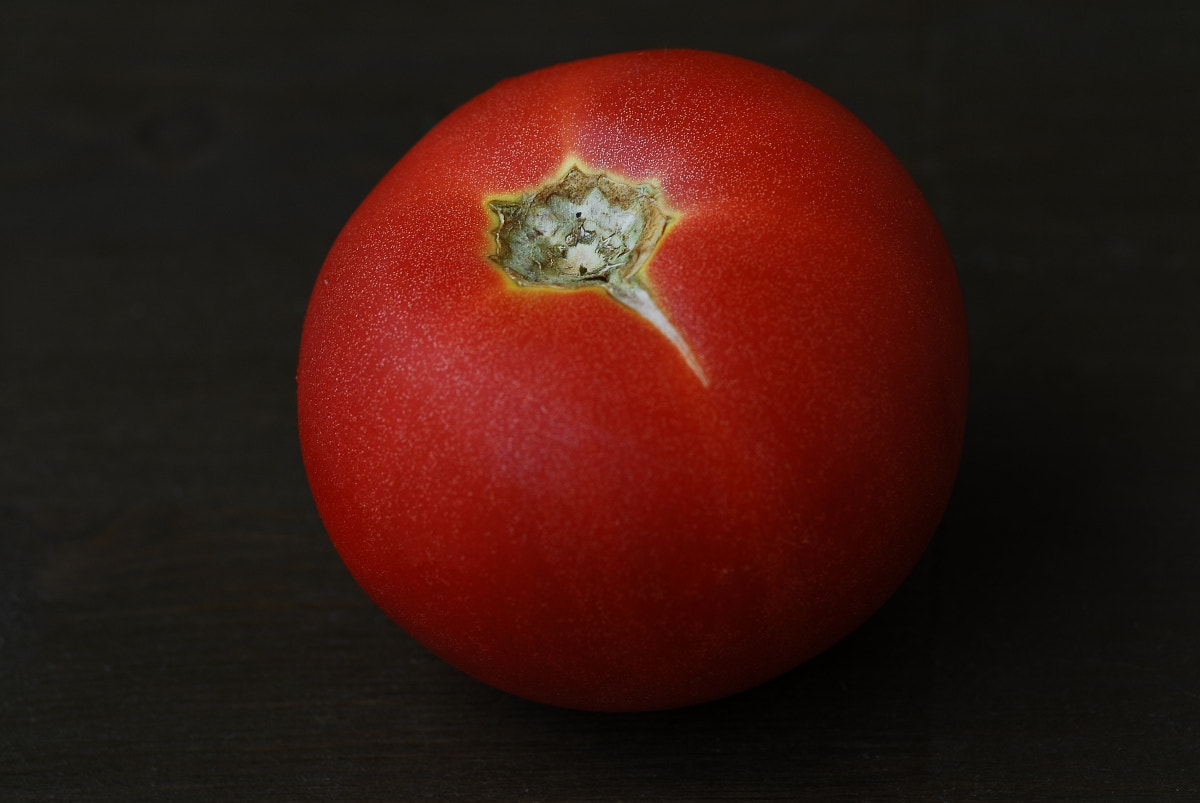 Nikon D200 sample photo. Tom,,,, photography