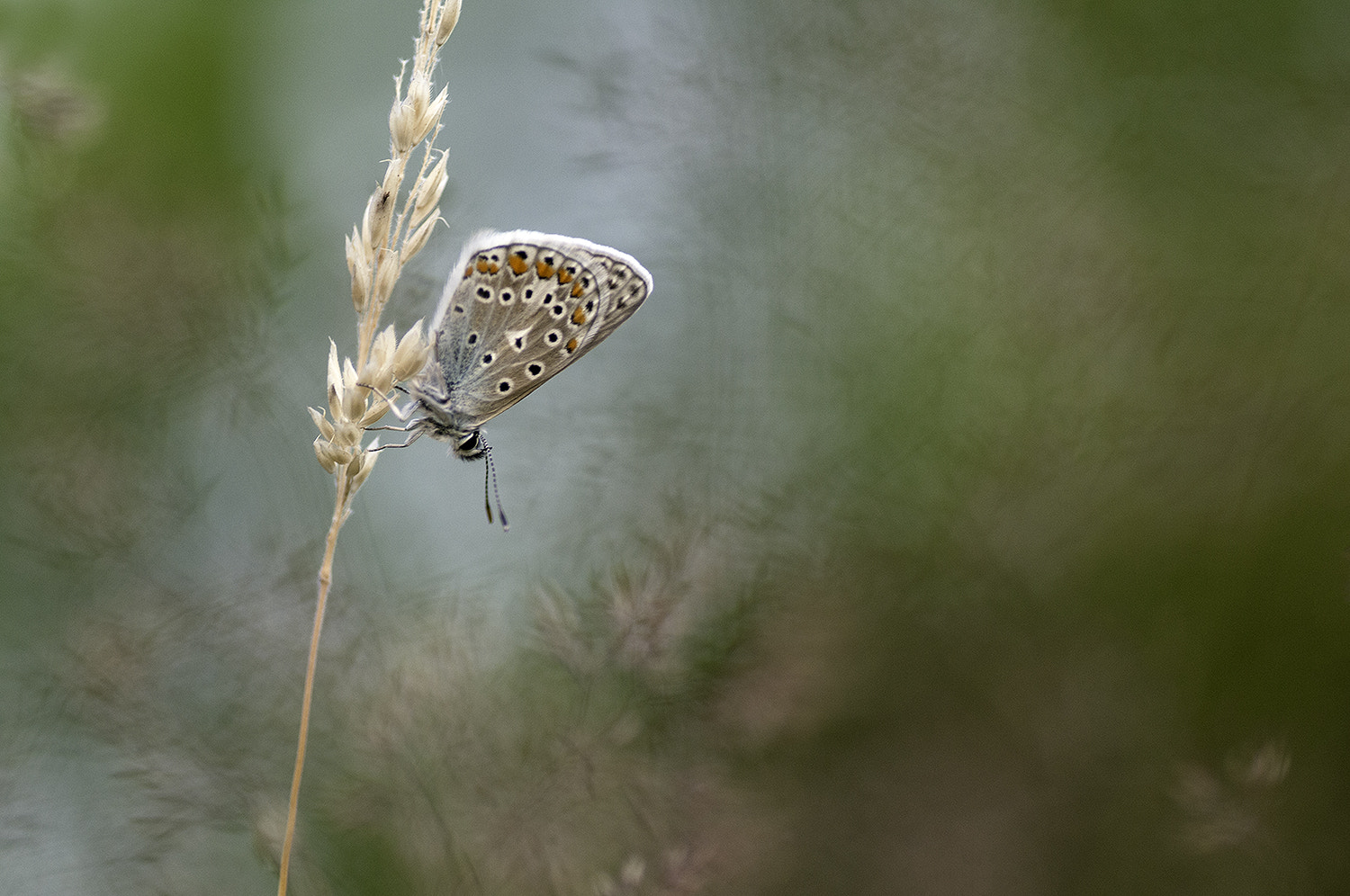 Nikon D300S sample photo. Common blue photography