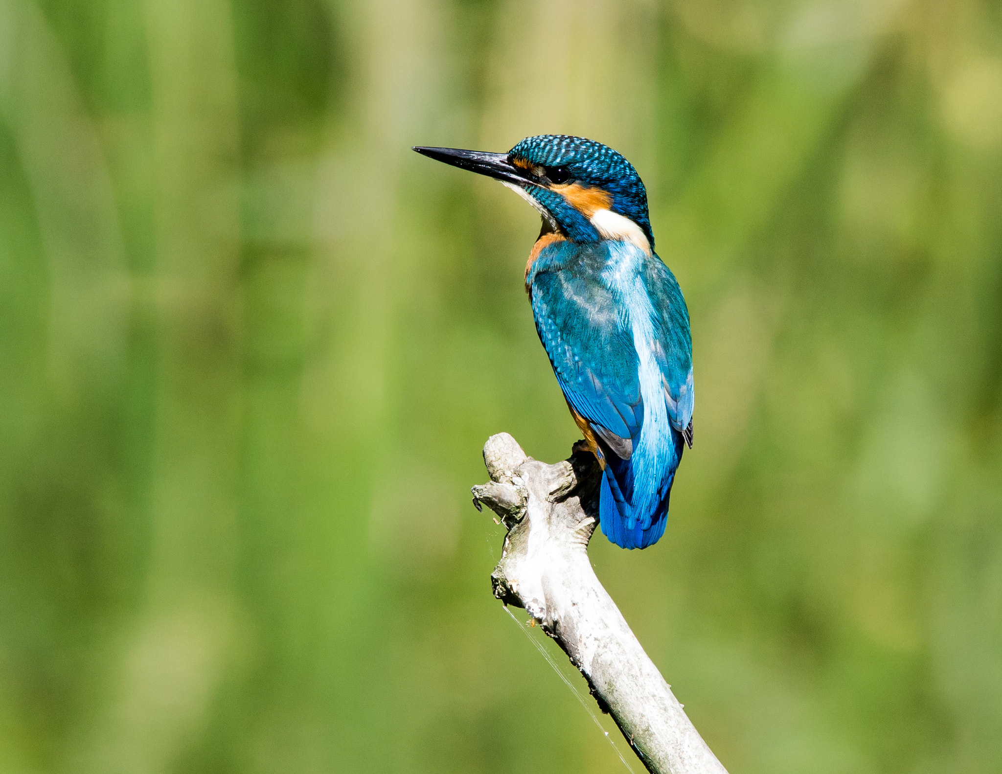 Sony a7R II + Tamron SP 150-600mm F5-6.3 Di VC USD sample photo. Eisvogel (alcedo atthis) ♂ photography