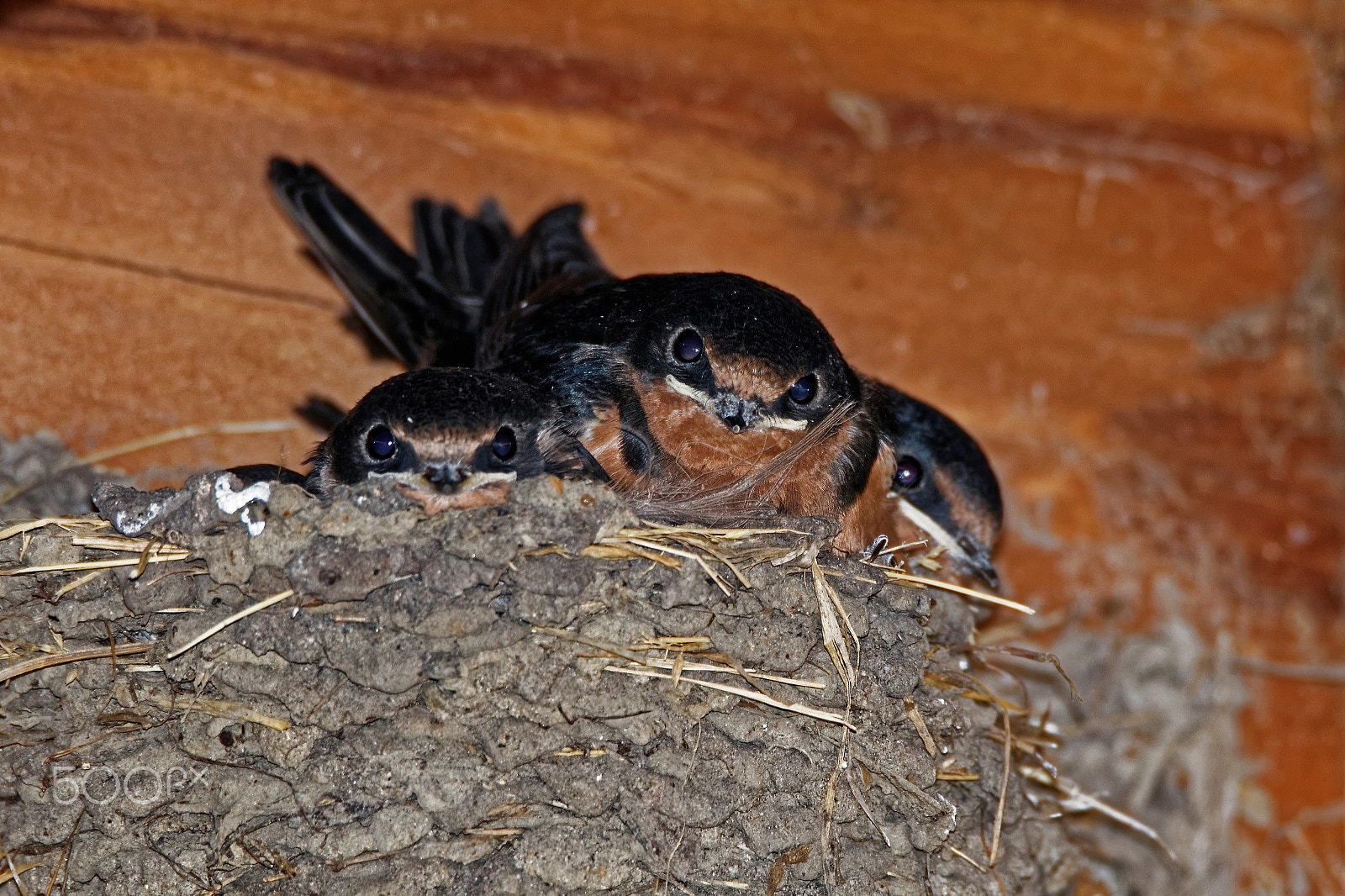Canon EOS 600D (Rebel EOS T3i / EOS Kiss X5) + Tamron SP 150-600mm F5-6.3 Di VC USD sample photo. Barn swallow nest photography