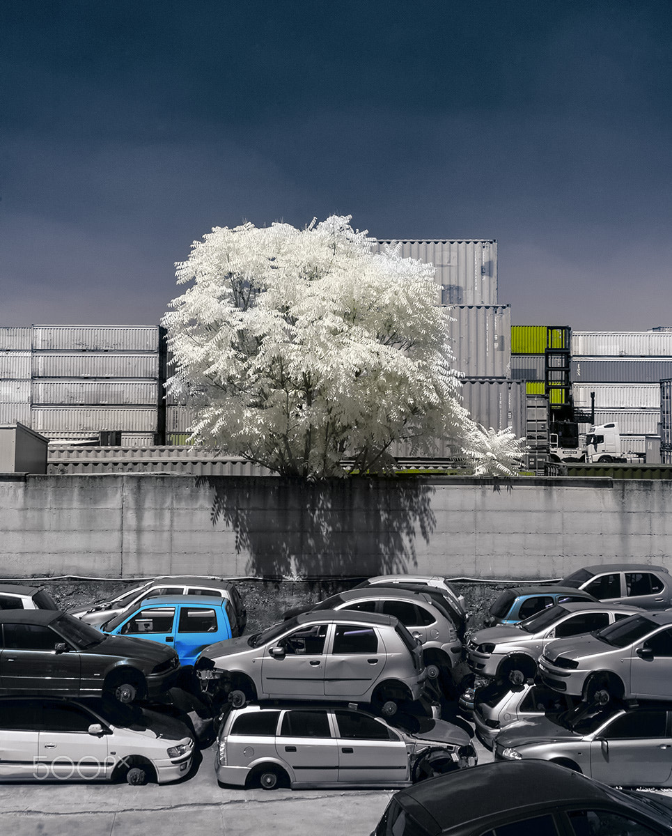 Nikon D70s sample photo. Nature of city photography