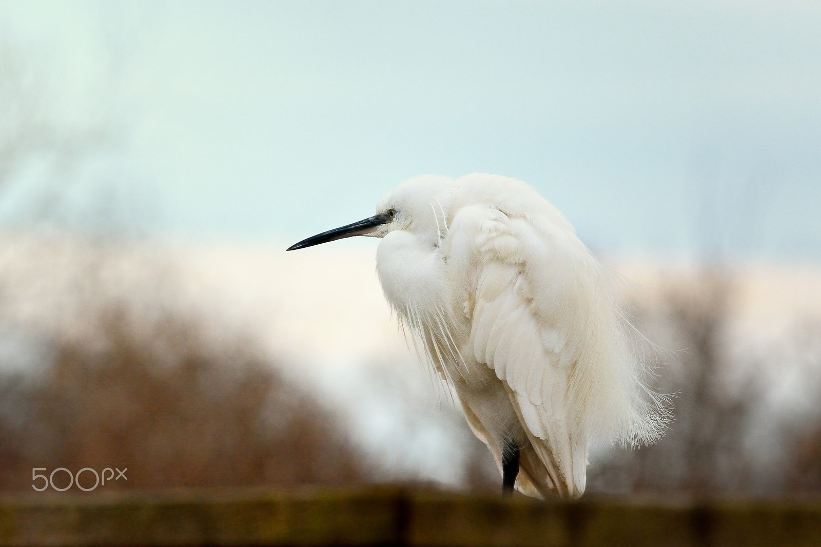 Nikon AF-S Nikkor 300mm F2.8G ED-IF VR sample photo. Garzetta photography