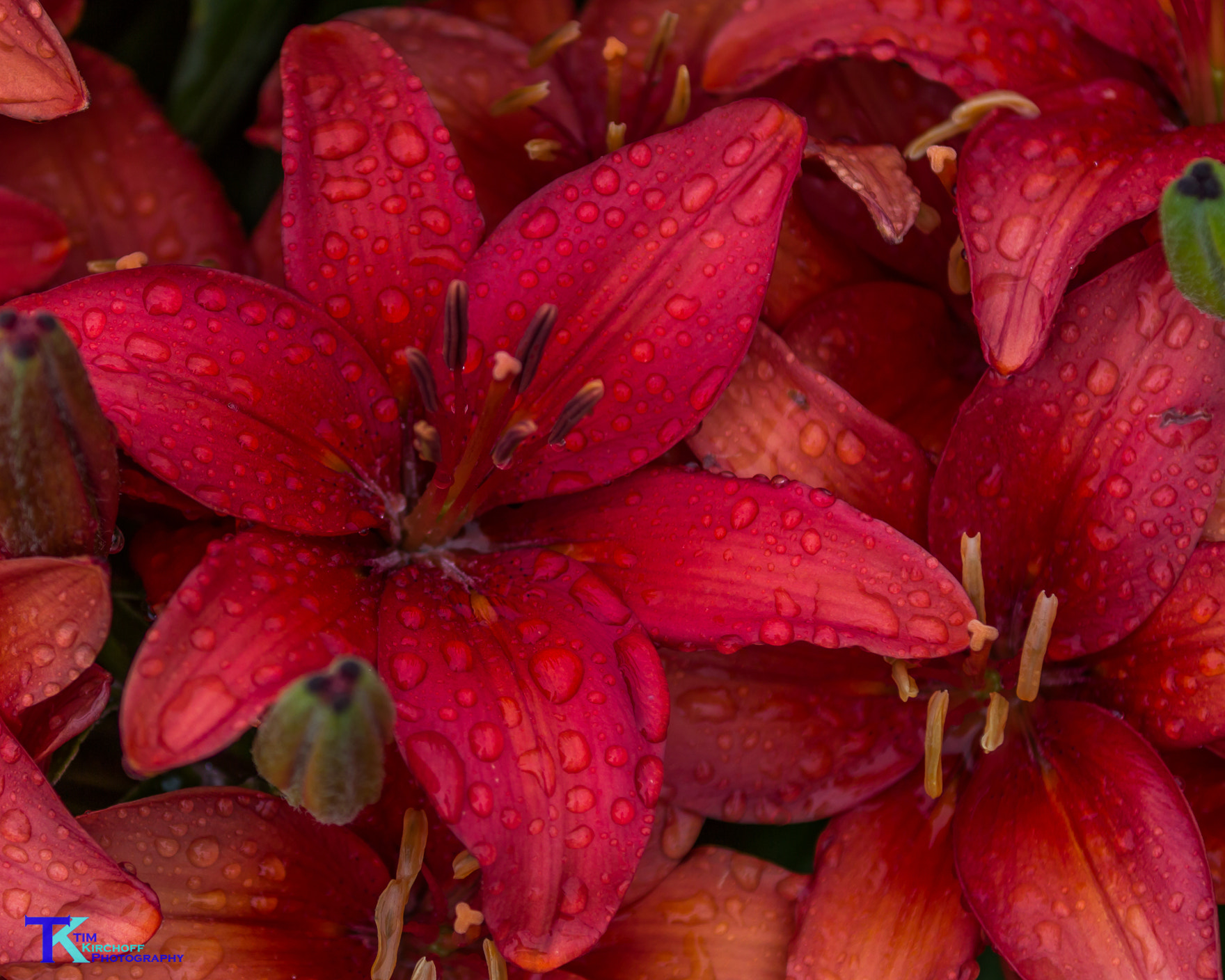 Canon EOS 600D (Rebel EOS T3i / EOS Kiss X5) + Canon EF 70-200mm F2.8L IS II USM sample photo. Red lily in evening rain photography