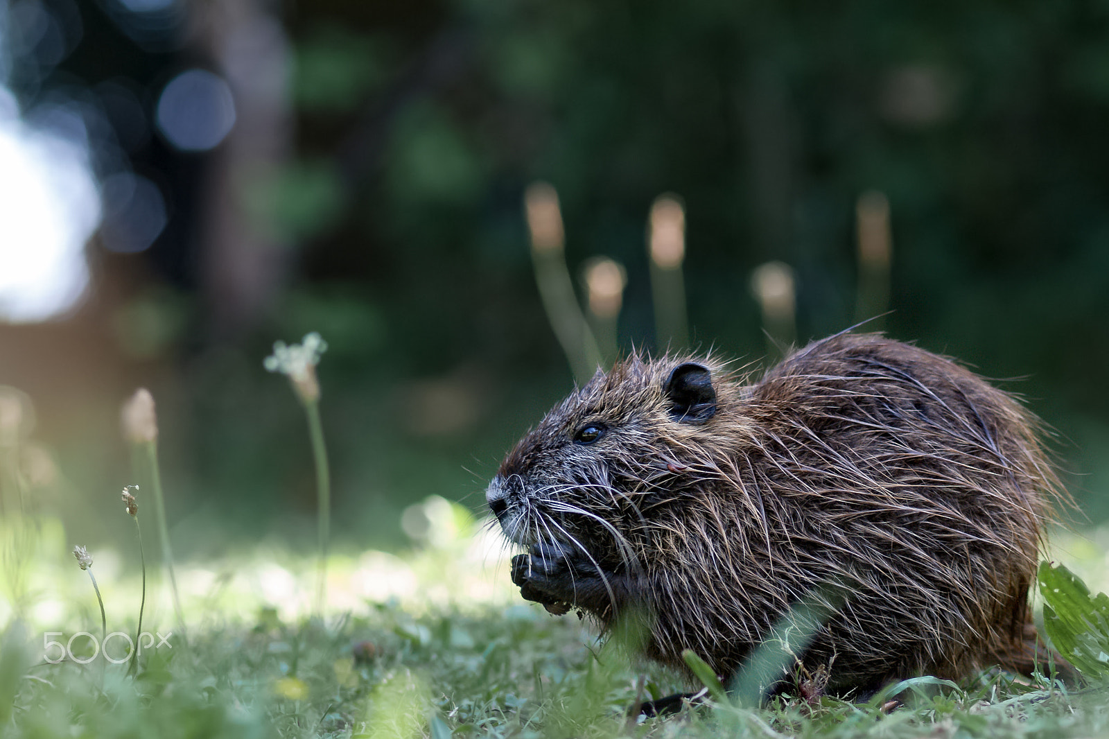 Nikon D2X sample photo. Young beaver photography