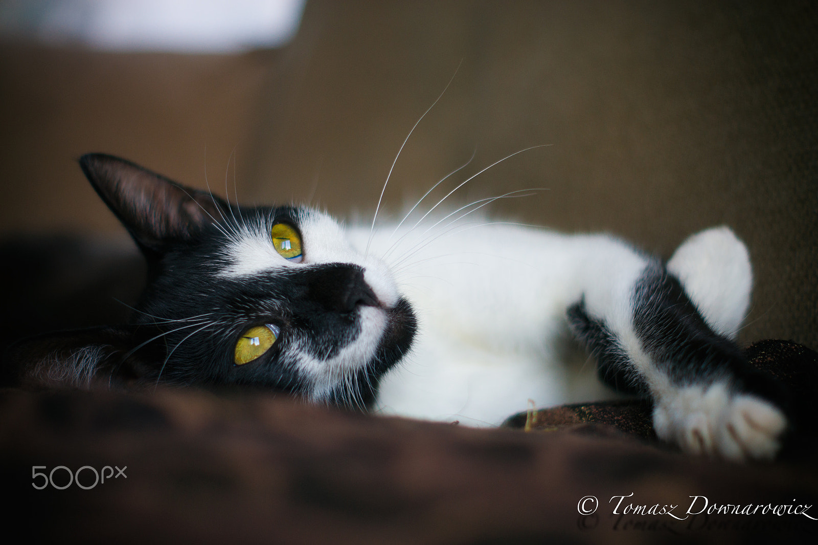 Sony Alpha DSLR-A550 + Sony DT 50mm F1.8 SAM sample photo. My new pet photography