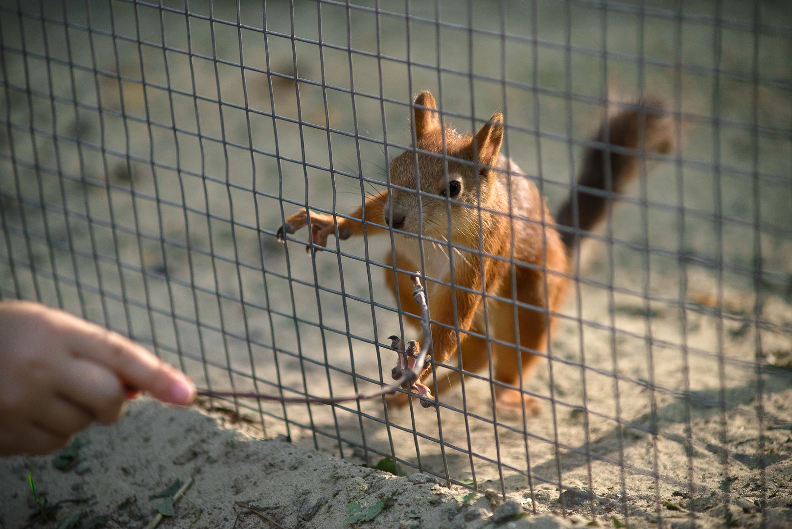 Nikon D610 + AF Zoom-Nikkor 70-210mm f/4 sample photo. Squirrel in pheasant cell photography