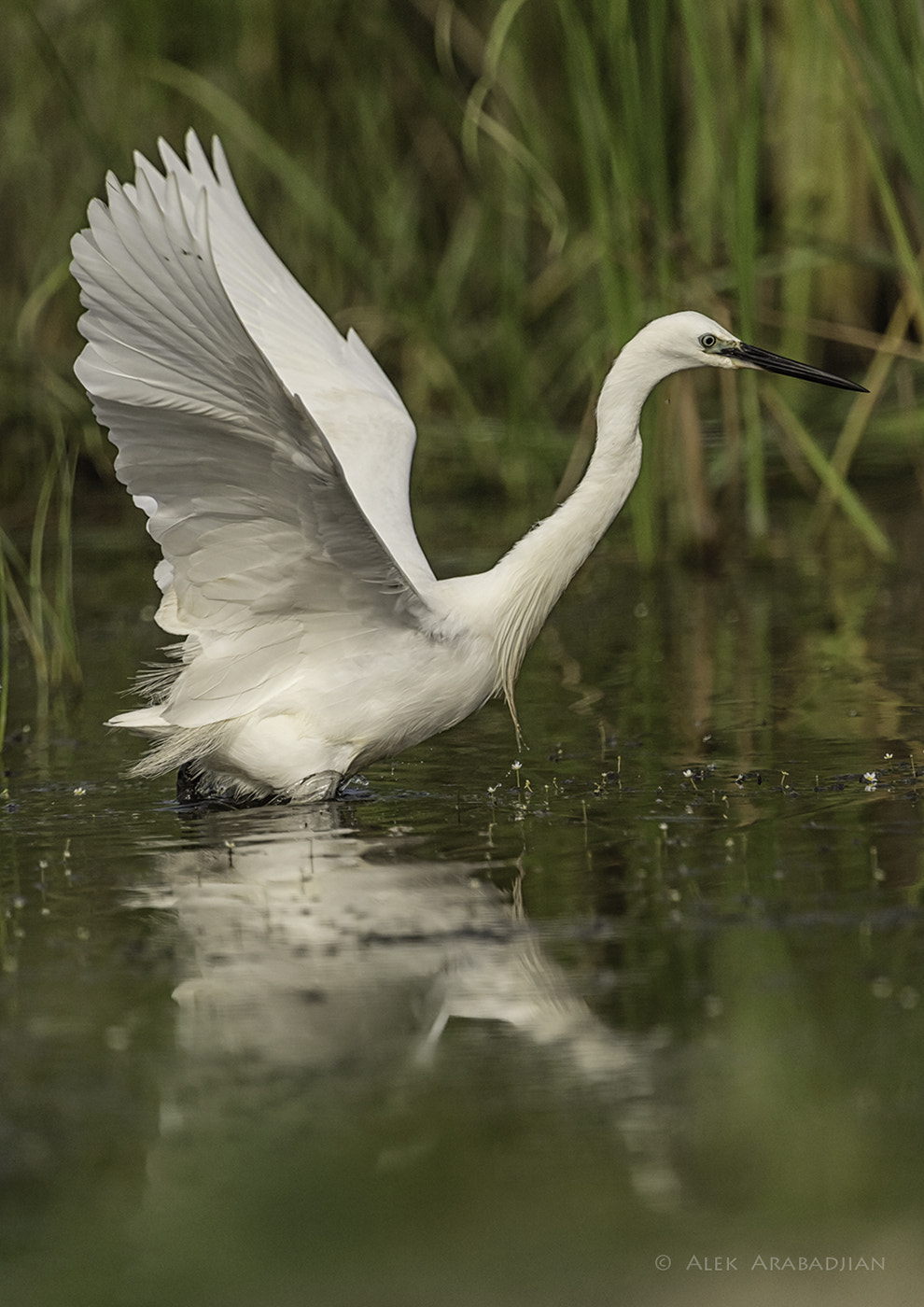 Nikon AF-S Nikkor 400mm F2.8E FL ED VR sample photo. The dancer photography
