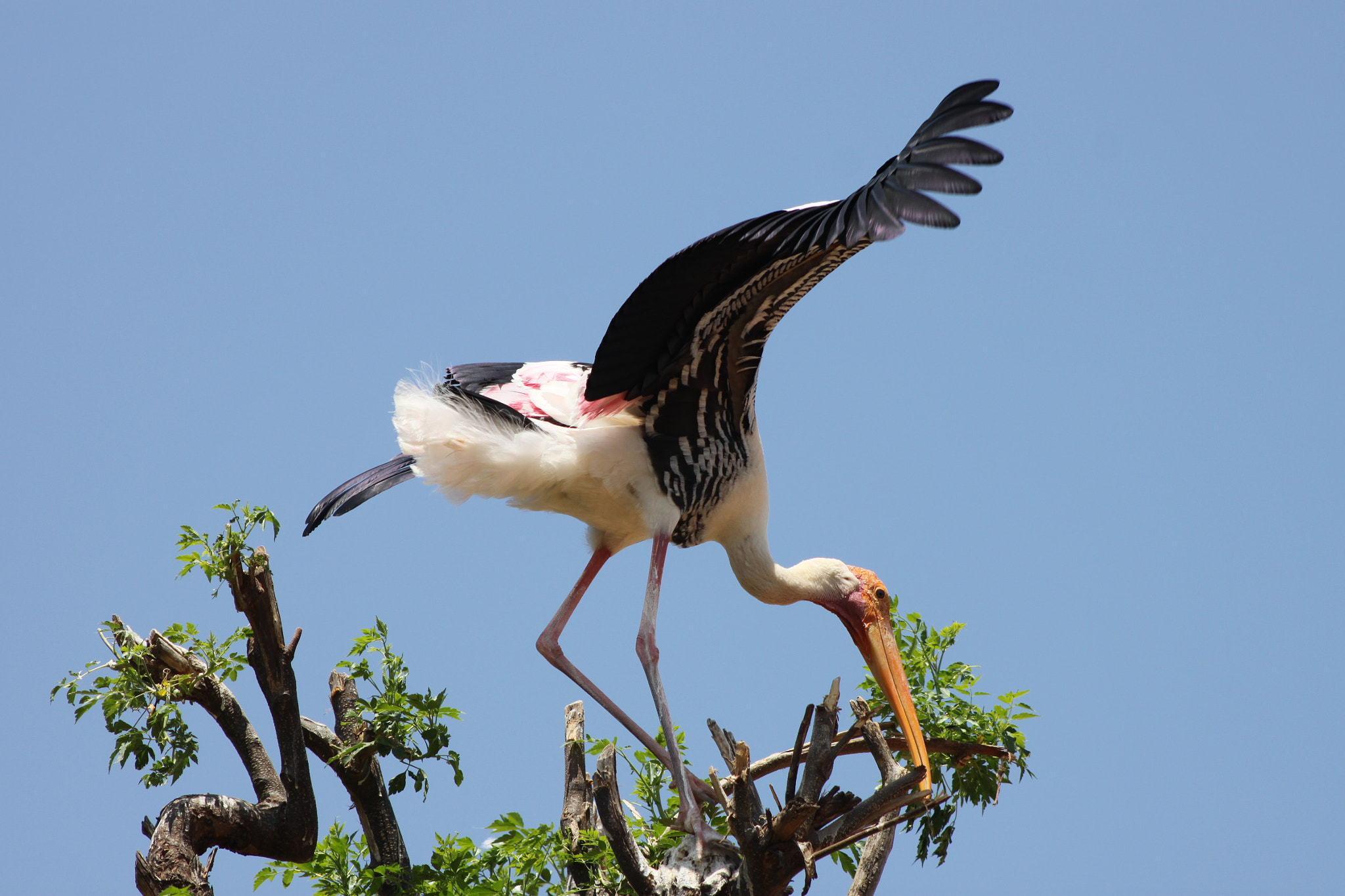 Canon EF 75-300mm f/4-5.6 USM sample photo