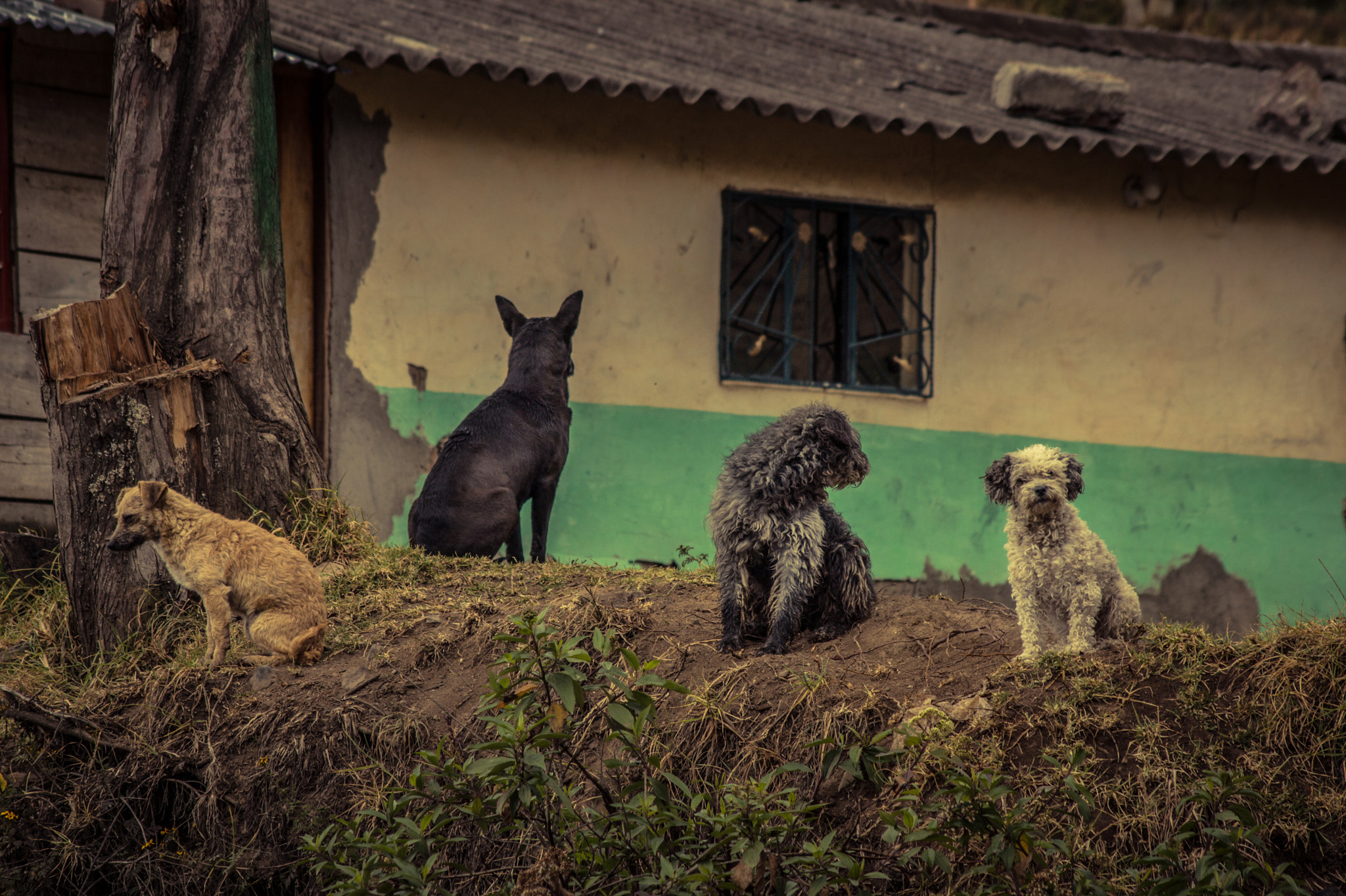 Sigma 70-300mm F4-5.6 APO DG Macro sample photo. Usted sabe dónde está el sur? photography