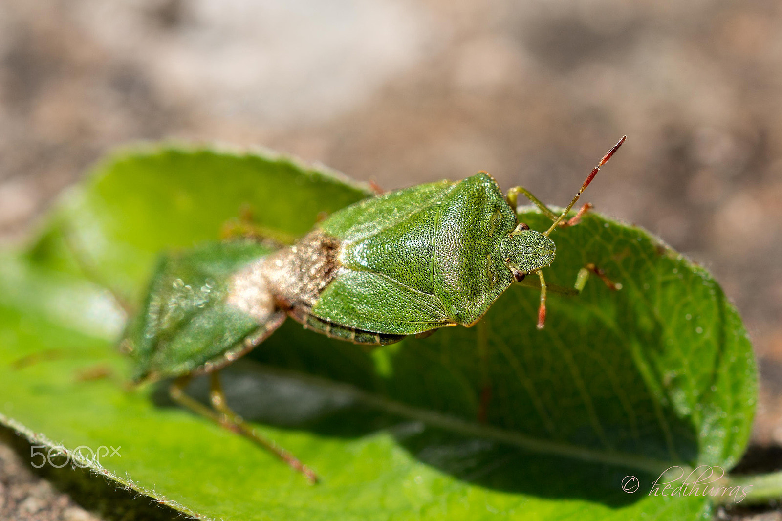 Sigma 105mm F2.8 EX DG OS HSM sample photo. Caught with the sex photography