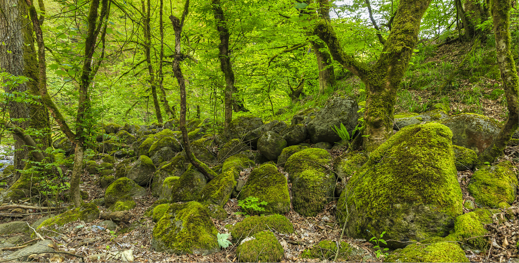 Magical forest.Hirkan National Park.Azerbaijan by Alexander Melnikov on 500px.com