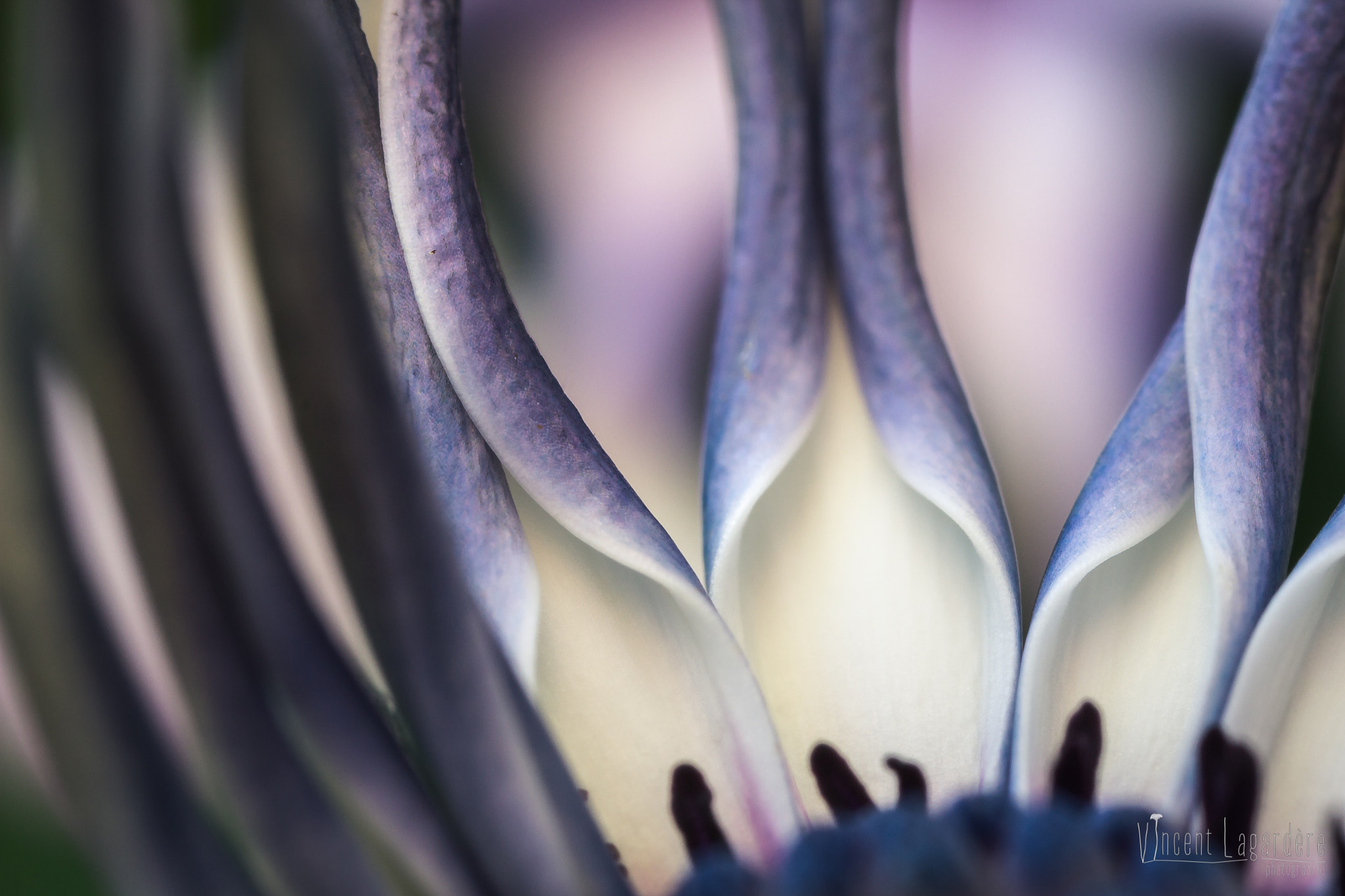 Canon MP-E 65mm F2.5 1-5x Macro Photo sample photo. Le crâne derrière la fleur - goth flower photography