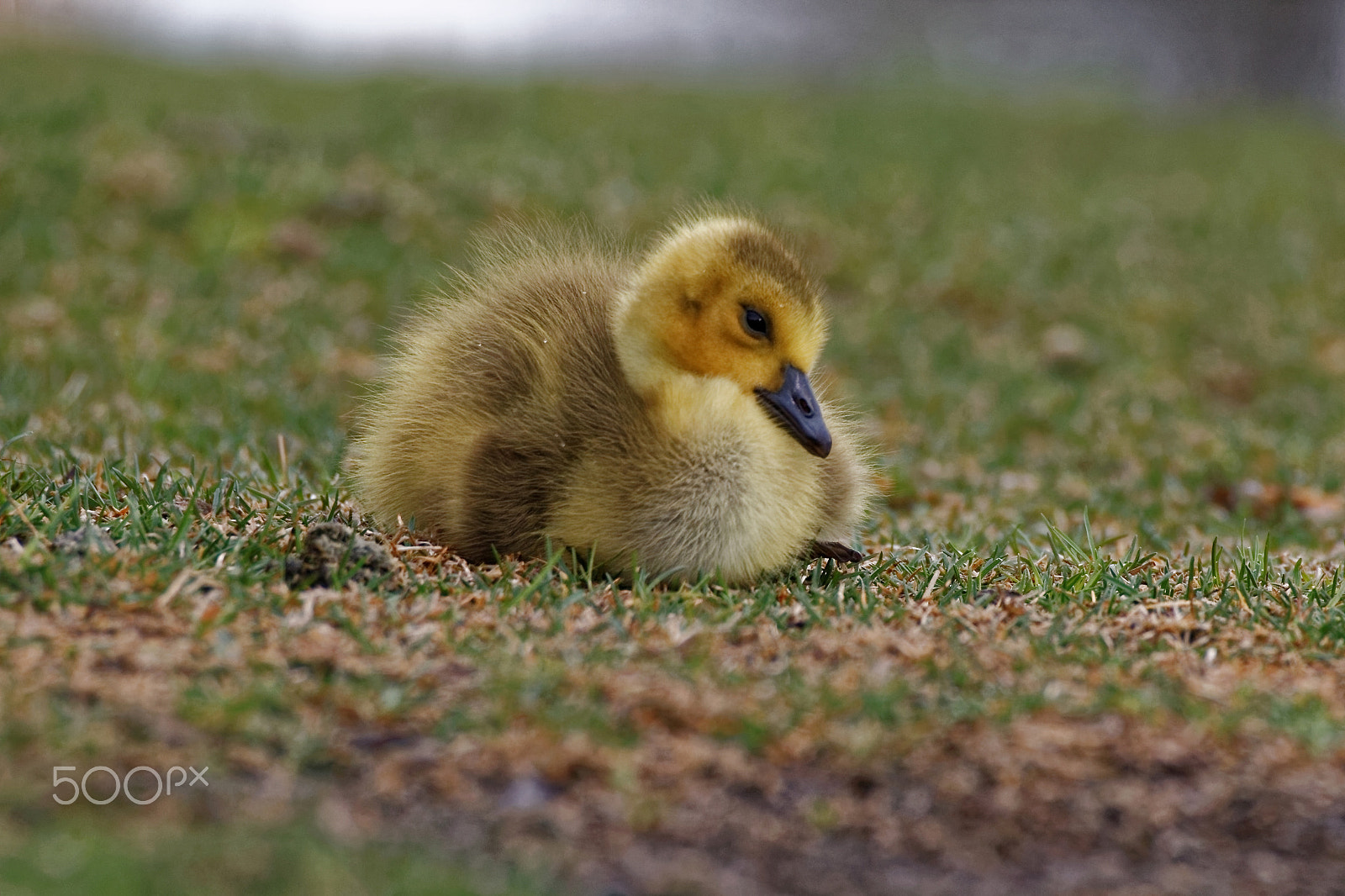 Canon EOS 600D (Rebel EOS T3i / EOS Kiss X5) + Tamron SP 150-600mm F5-6.3 Di VC USD sample photo. Canada goose gosling photography