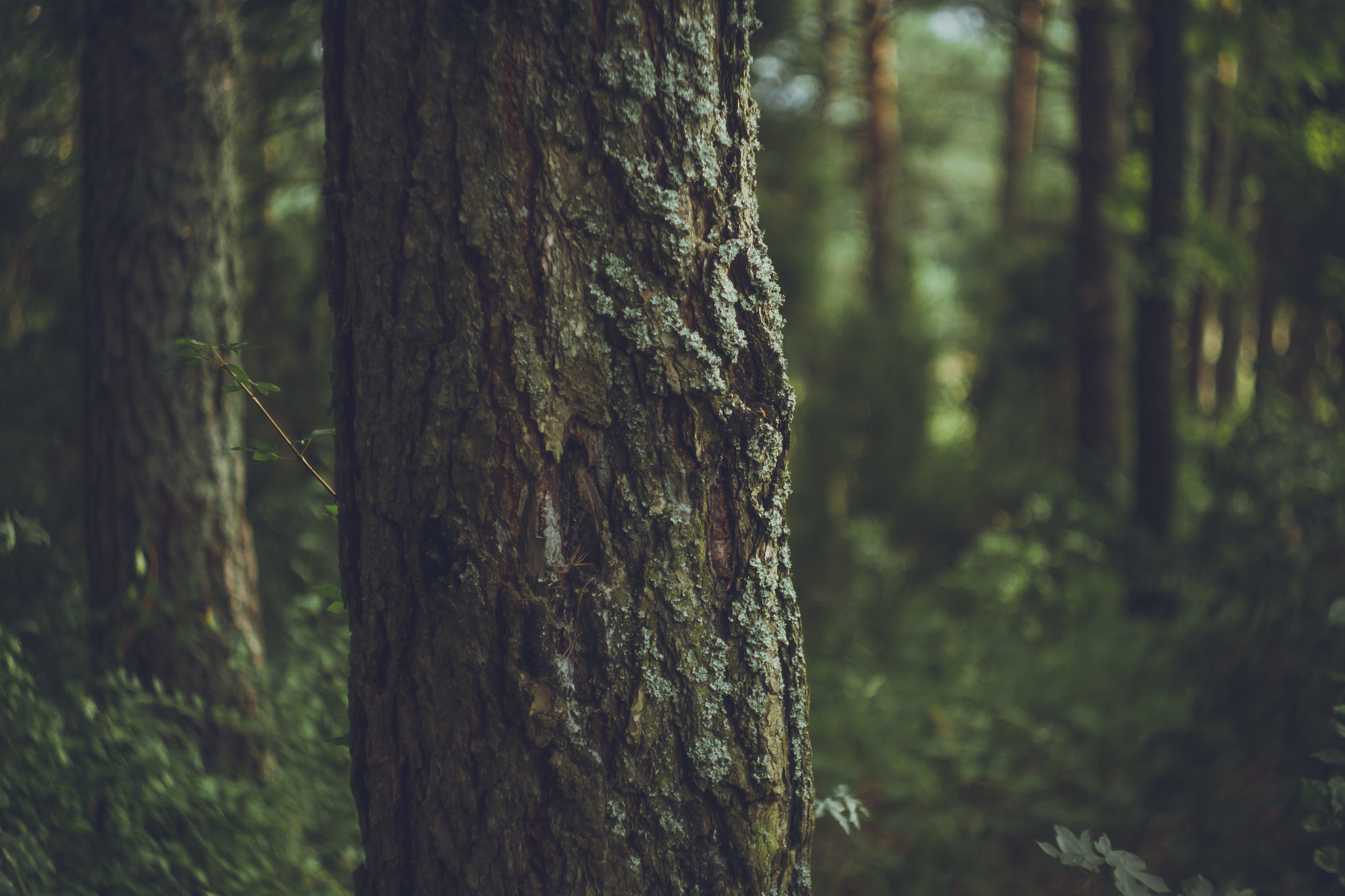 Canon EF 35-80mm f/4-5.6 sample photo. Satisfied tree photography