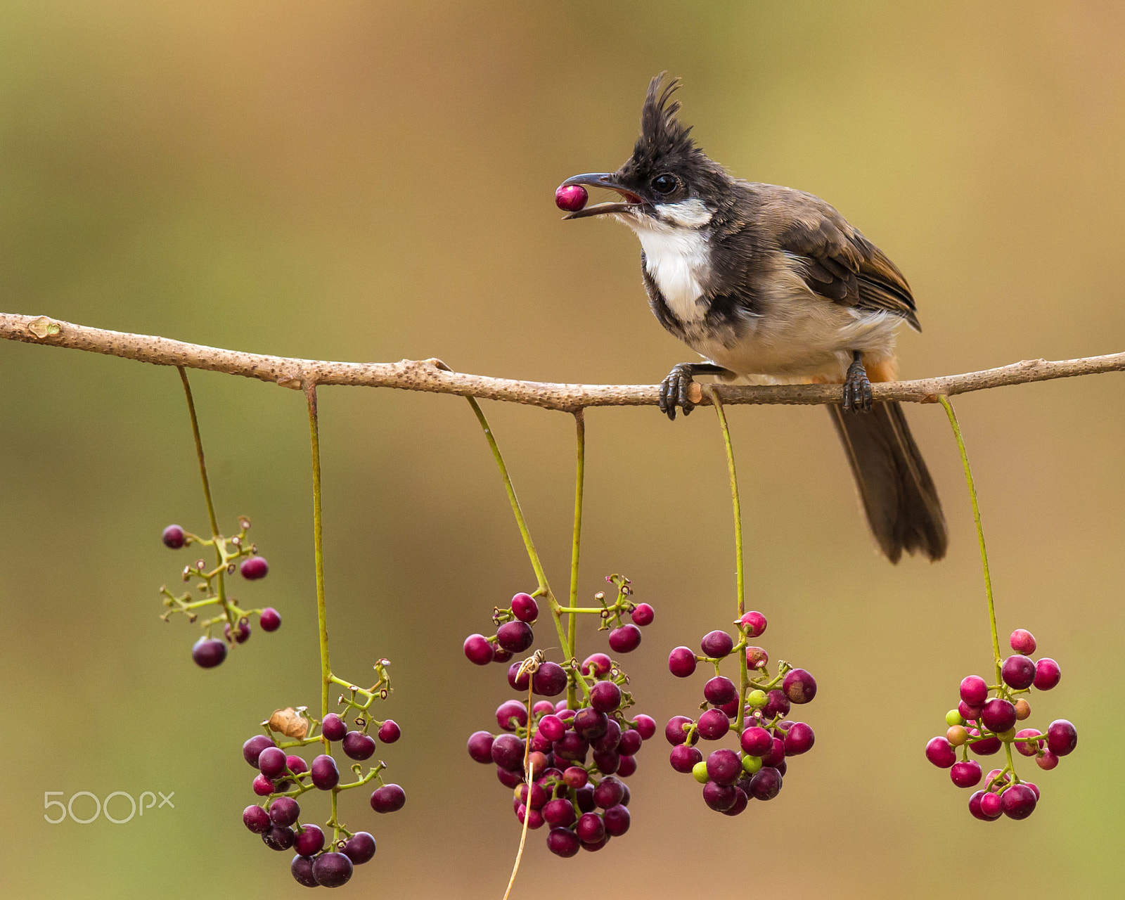 Nikon AF-S Nikkor 600mm F4E FL ED VR sample photo. R.w. bulbul photography