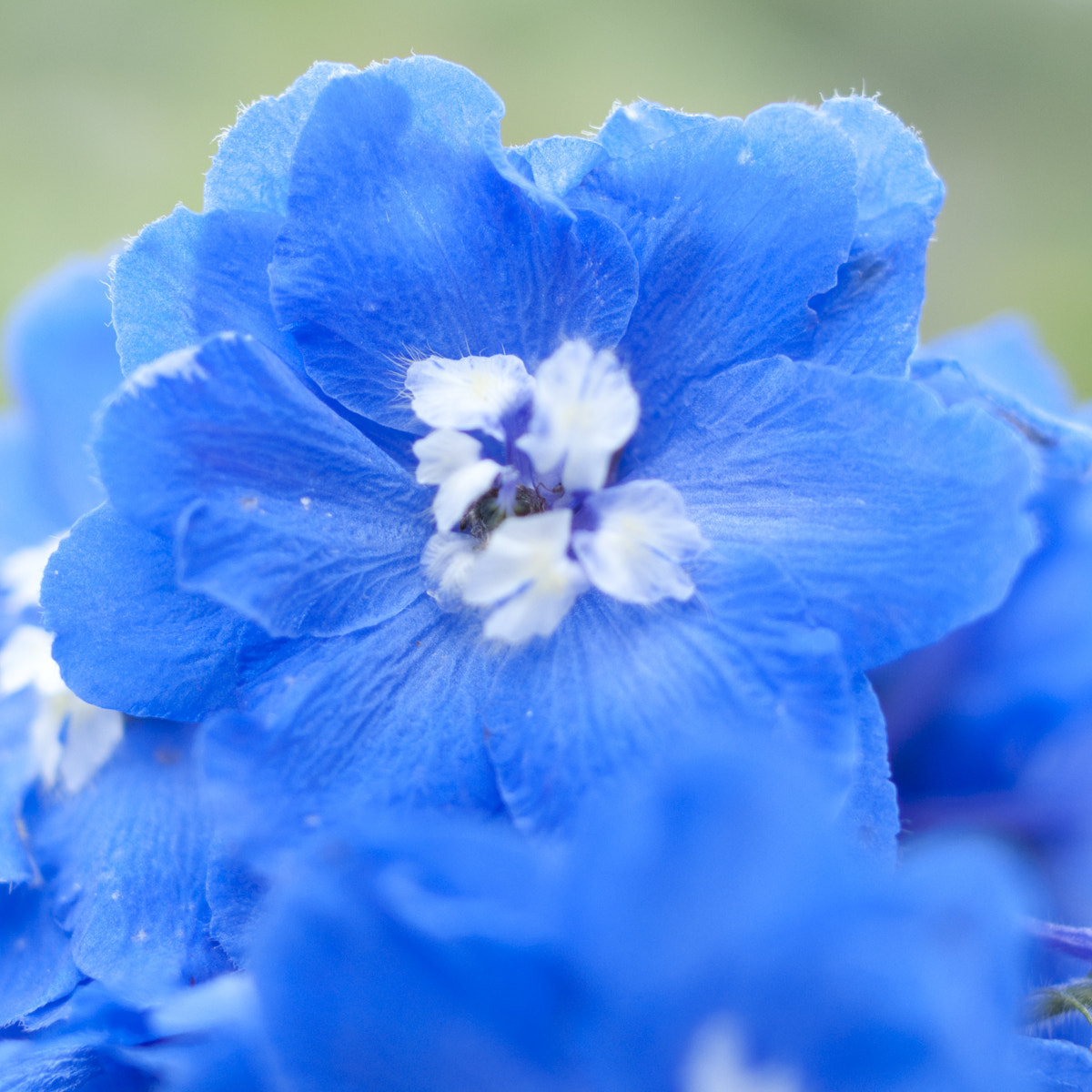 Nikon D90 + Nikon AF-S Nikkor 28mm F1.8G sample photo. Dephinium closeup photography