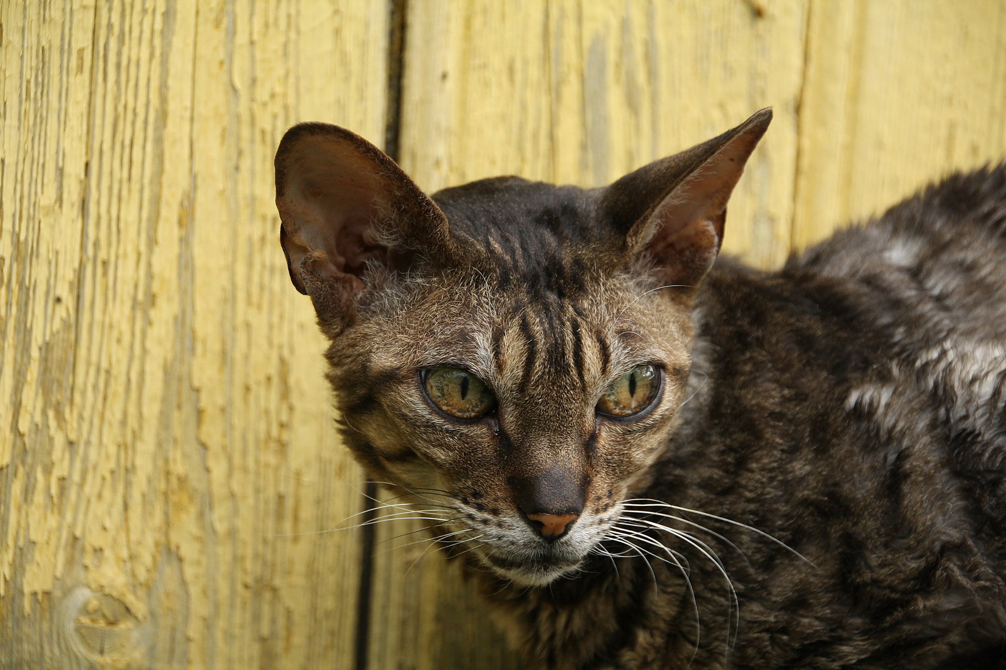 Canon EOS 1000D (EOS Digital Rebel XS / EOS Kiss F) sample photo. Cornish rex as wild cat photography