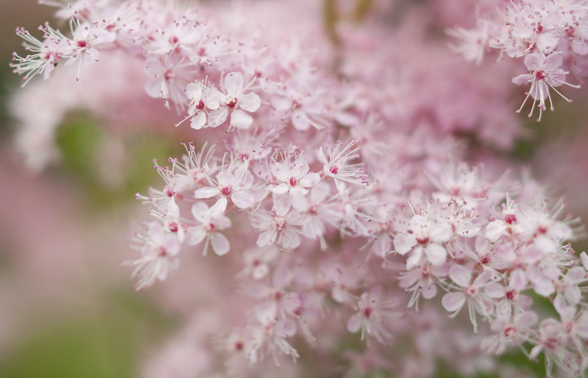 Nikon D90 + Nikon AF-S Nikkor 28mm F1.8G sample photo. Pink astilbe bloom photography